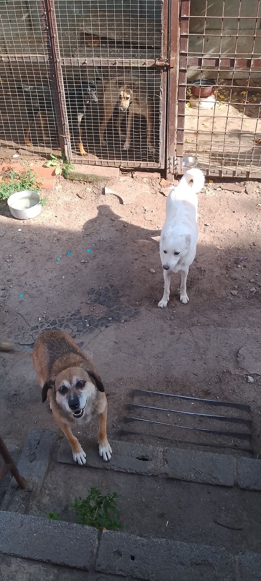The image depicts an outdoor dog enclosure, likely in a city such as Belgorod, Russia, judging by the aesthetic and fencing style commonly seen in such facilities. In the foreground, a medium-sized dog with brown and tan fur is looking up at the camera with its mouth open, appearing friendly. To its right and slightly further back, a white dog stands, also looking towards the camera with a neutral expression. In the background, behind a metal fence, at least two other dogs are visible, one dark-colored and one lighter brown, peering through the bars. The ground is dirt and gravel, with some scattered leaves and a metal water bowl. The enclosure has a sturdy metal gate and fencing. The overall scene suggests a temporary or permanent shelter for stray or rescued animals.