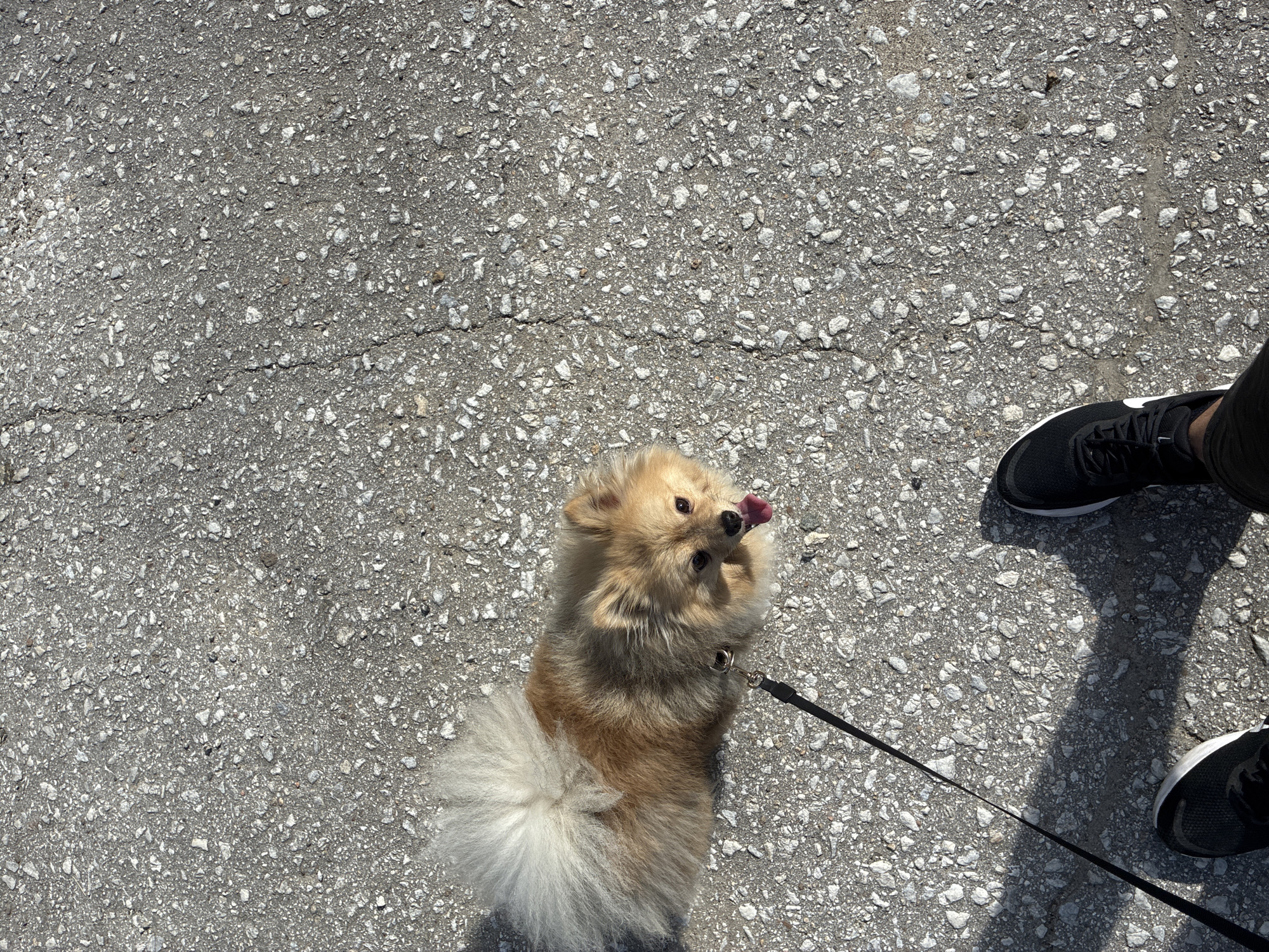 A tan and white Pomeranian dog is shown on a leash on a cracked asphalt surface. The dog is looking up and to the right with its tongue out, appearing happy. The owner's feet, wearing black sneakers, are visible in the lower right corner of the image. The background is a gray asphalt surface with small stones and cracks. The scene is consistent with a street or sidewalk in Hrabrino, Bulgaria.