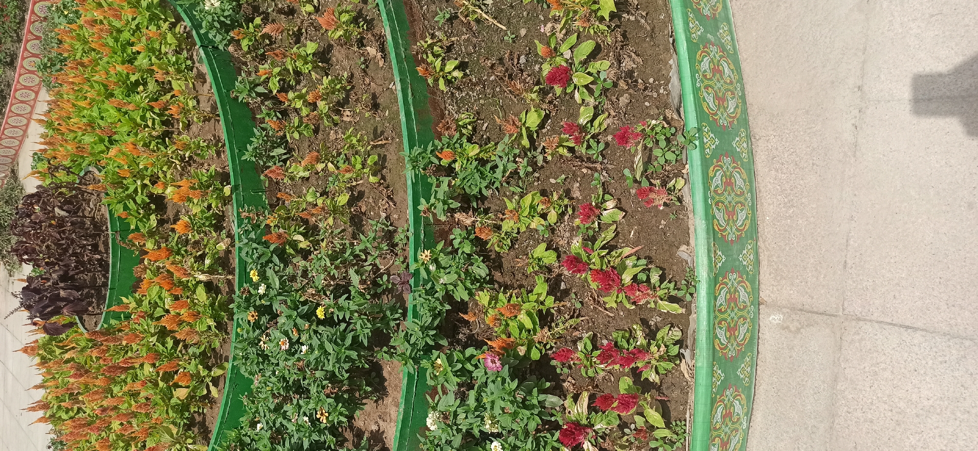 The image displays a tiered flower bed with several levels of plants, likely located in Dushanbe, Tajikistan. The flower bed has green tiered walls and a decorative border at its base. The top tier features rows of orange and red flowers, interspersed with dark foliage. The middle tier contains green leafy plants with some small yellow and white flowers. The lowest visible tier is also filled with greenery and includes clusters of red flowers. The ground surrounding the flower bed appears to be paved with light-colored concrete. A shadow of a person is visible on the lower right portion of the image. The overall impression is one of a landscaped garden or park area.
