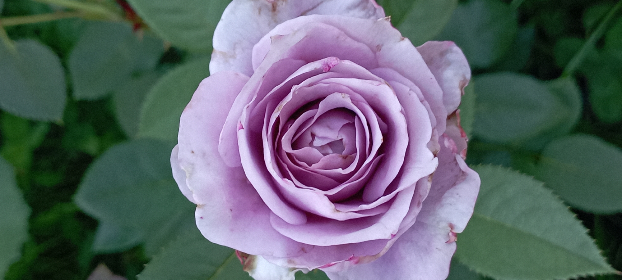 A close-up, vertical shot shows a light purple rose in full bloom. The rose is centered in the frame, with its layered petals forming a spiral pattern towards the center. Some petals show slight browning or pinkish tinges on their edges. The background consists of out-of-focus green leaves, suggesting the rose is part of a garden or bush. The image was captured in Radisne, Ukraine.