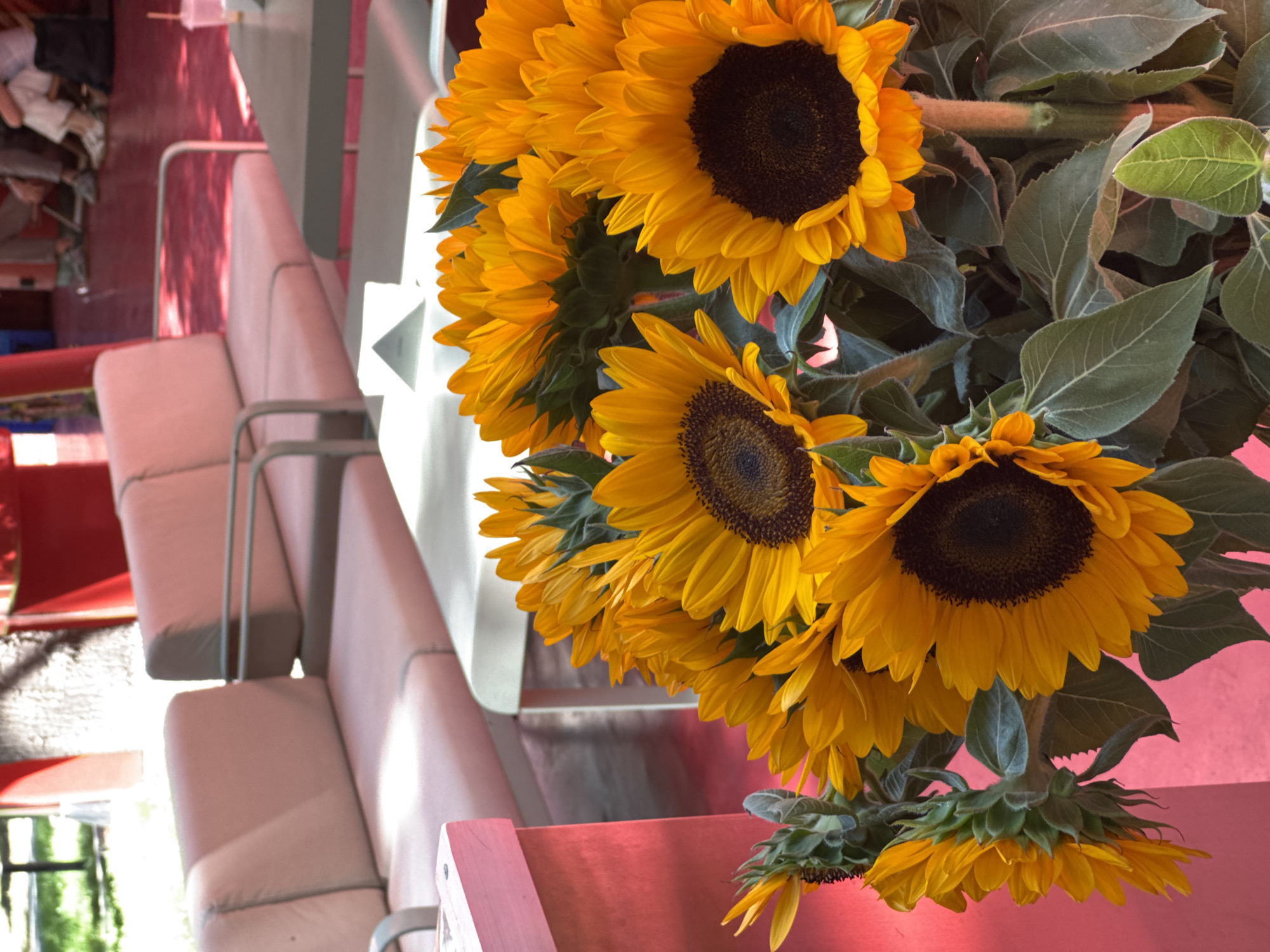 The image depicts a close-up view of a bouquet of sunflowers in a pot. The sunflowers are in various stages of bloom, with bright yellow petals and dark centers. Some of the sunflowers are facing the camera, while others are tilted away. The bouquet is placed on a red surface. In the background, there are light-colored sofas and tables, suggesting an outdoor seating area, possibly a cafe or restaurant. The overall atmosphere is bright and sunny.
