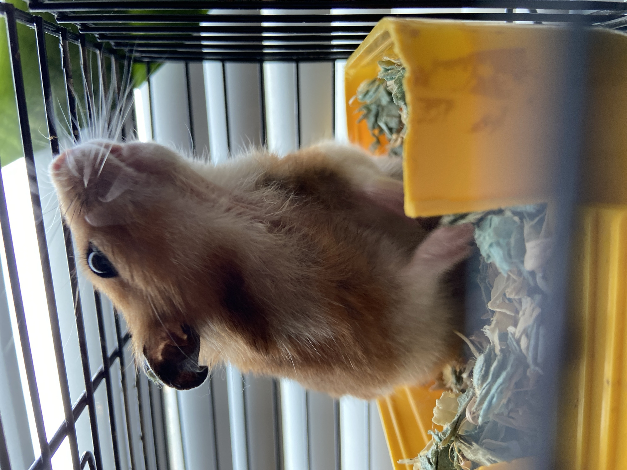 A Syrian hamster, with orange-brown fur and white markings, is in a yellow plastic cage. The hamster is positioned on its hind legs, looking upwards and to the right, with its whiskers fanned out. The cage contains bedding material that appears to be shredded paper and possibly some dried greenery. The background shows horizontal blinds and the bars of an enclosure, suggesting the cage is indoors. The lighting appears to be natural and coming from a window. The image is a close-up shot, focusing on the hamster's face and upper body.