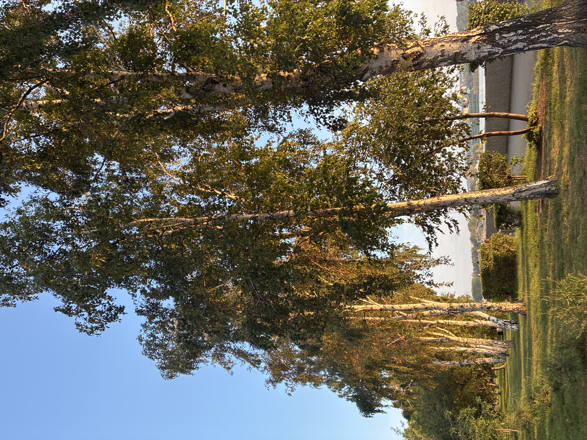 This is a photograph of a row of birch trees lining a park pathway near the Angara River in Irkutsk, Russia. The sun is low in the sky, casting long shadows across the manicured lawn. The trees are tall and slender with white, peeling bark and green leaves. In the background, the river is visible, with a bridge and buildings on the opposite bank. A low, manicured hedge runs along the edge of the pathway, and a few small bushes are scattered throughout the park. The sky is a clear, pale blue. There are no people visible in the image.