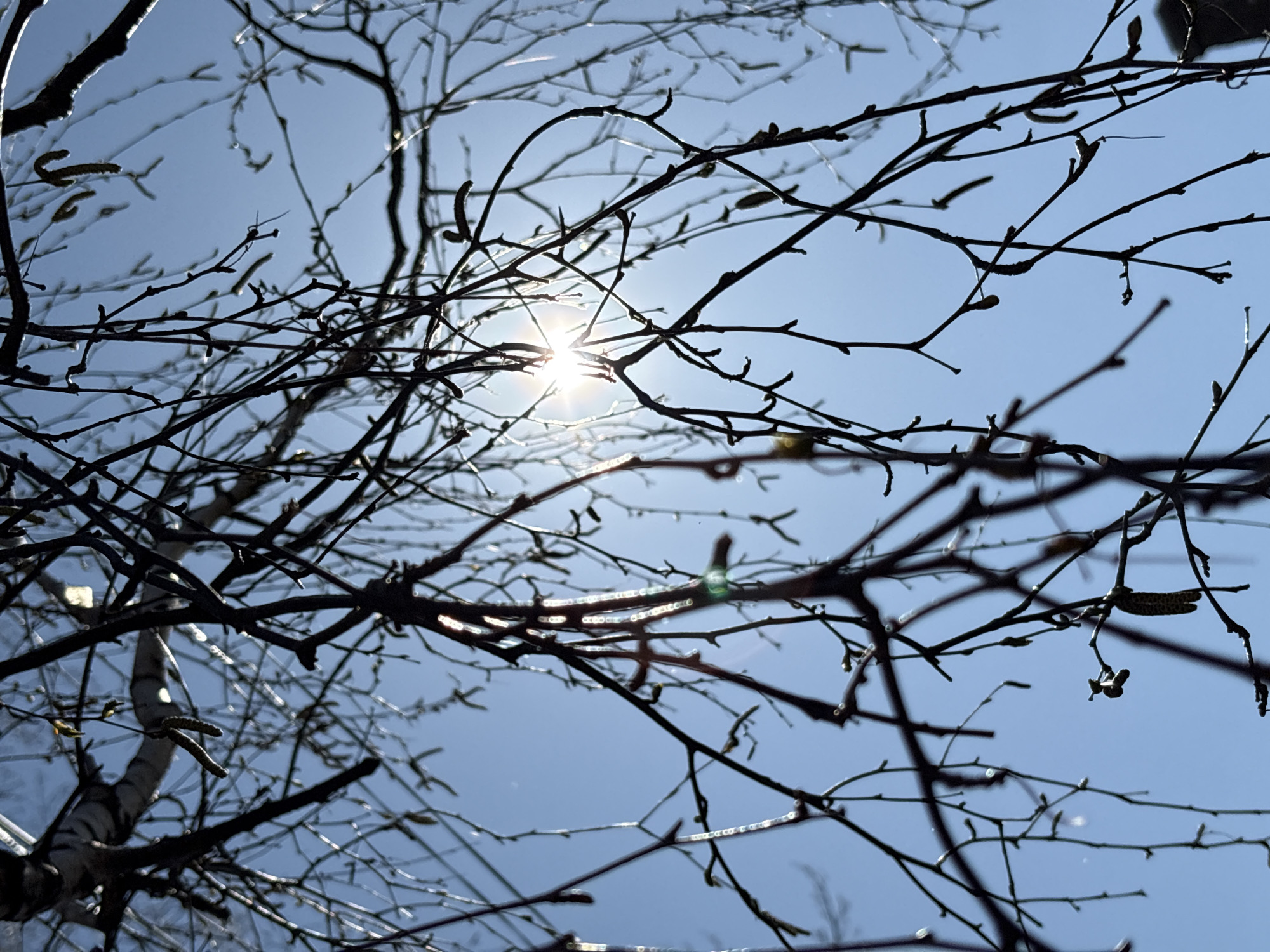 The image shows a view looking up through the branches of a tree towards the sun. The branches are dark and silhouetted against a bright blue sky. Some small catkins are visible on the branches. The sun is shining brightly, creating a starburst effect. The location is stated to be in Chaikovsky, Russia, though there are no identifiable landmarks to confirm this. The scene depicts a bare tree in spring, silhouetted against the sun. There are no people present, and the focus is solely on the tree and the sky.