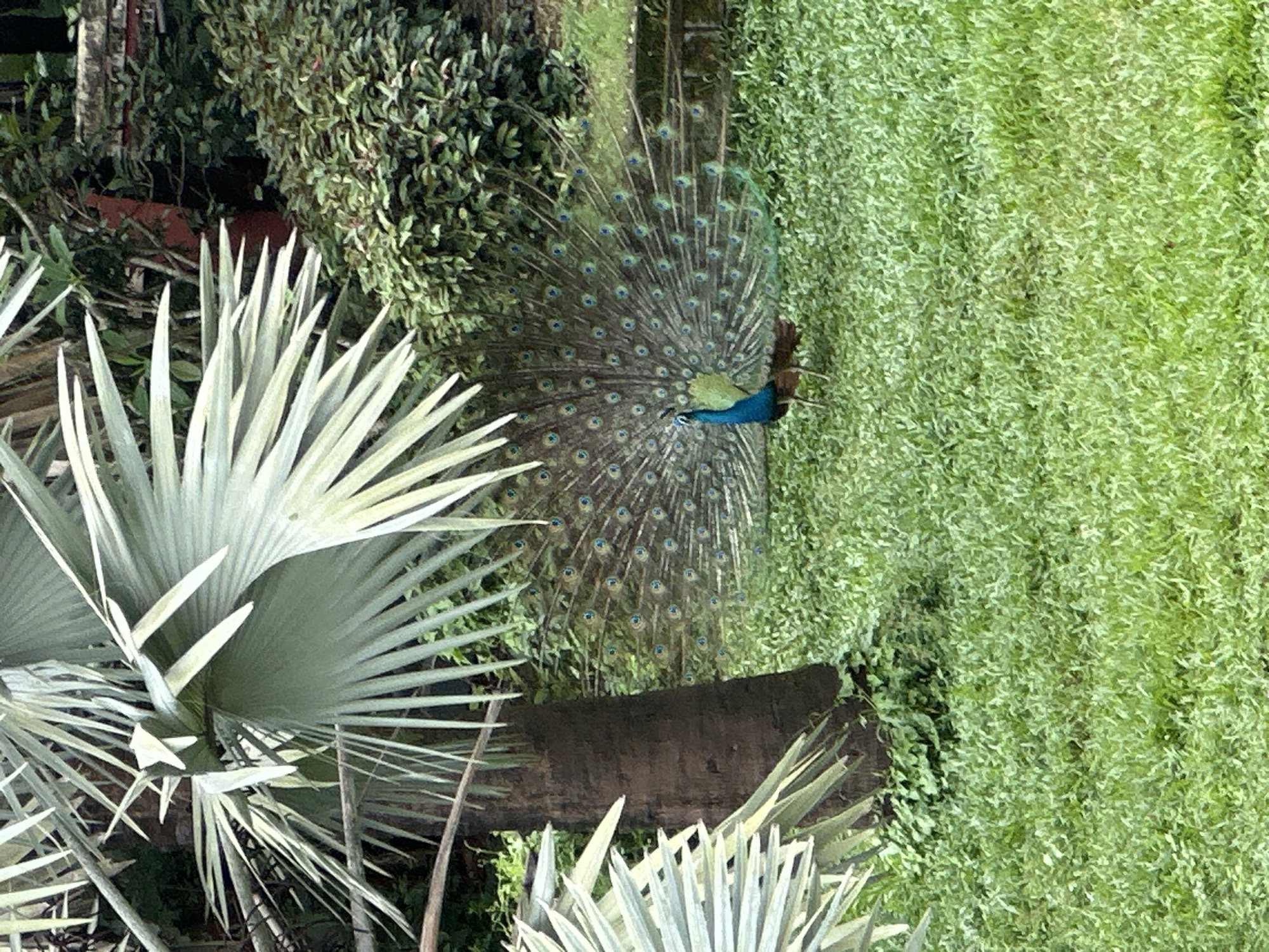 A peacock stands in a grassy clearing, its tail feathers fanned out in a display of iridescent blues and greens. The peacock is facing left, with its head tilted slightly upwards. Its body is a deep blue, and its wings are a mix of brown and black. The tail feathers are long and elaborate, with intricate patterns and eye-like markings. The peacock is in the foreground, with a palm tree trunk to its left and lush green foliage behind it. The setting appears to be a park or garden, with a sense of natural beauty and tranquility.
