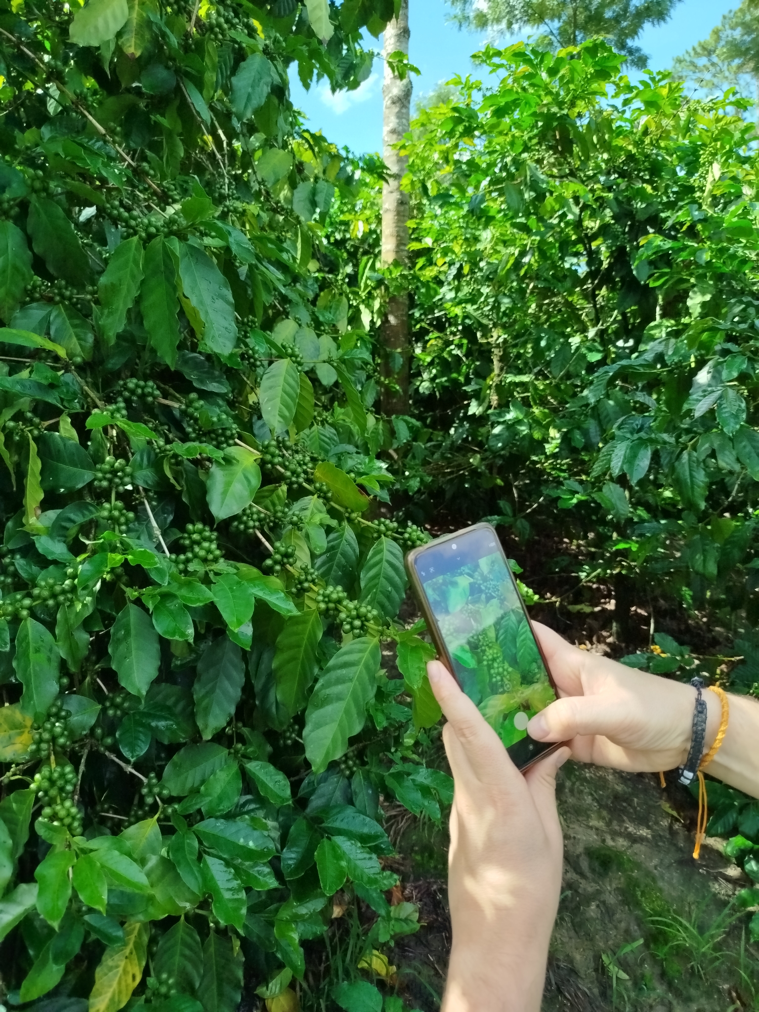 This image, captured in Tuý Sơn, Vietnam, depicts a detailed view of a coffee plantation under natural daylight.
In the left half of the frame, a dense coffee bush dominates, laden with numerous clusters of unripe, green coffee cherries. The leaves are broad, ovate, and dark green, exhibiting a slight sheen. The coffee cherries are small, round, and uniformly green, growing directly along the branches in tight clusters.
In the right foreground, two human hands hold a dark-colored smartphone vertically, positioned to photograph the coffee plants. The left hand supports the lower part of the phone, with the thumb resting near the bottom right edge of the screen. The right hand cradles the right side of the phone; its wrist displays two bracelets, one woven in black and another braided in yellow/orange with two loose yellow strings hanging. The smartphone's screen is active, displaying a live camera feed that mirrors the green coffee plants it is pointed at, with visible camera interface elements such as a shutter button and icons along the top and bottom edges.
In the midground, behind the primary coffee bush, additional green foliage and a light-barked tree trunk are visible on the left. The background features more dense green vegetation, with sections of clear blue sky and sparse white clouds visible through gaps in the tree canopy. Distant trees, possibly coniferous, are silhouetted against the sky. The ground beneath the coffee plants appears to be dark soil with sporadic patches of green grass and some leaf litter.