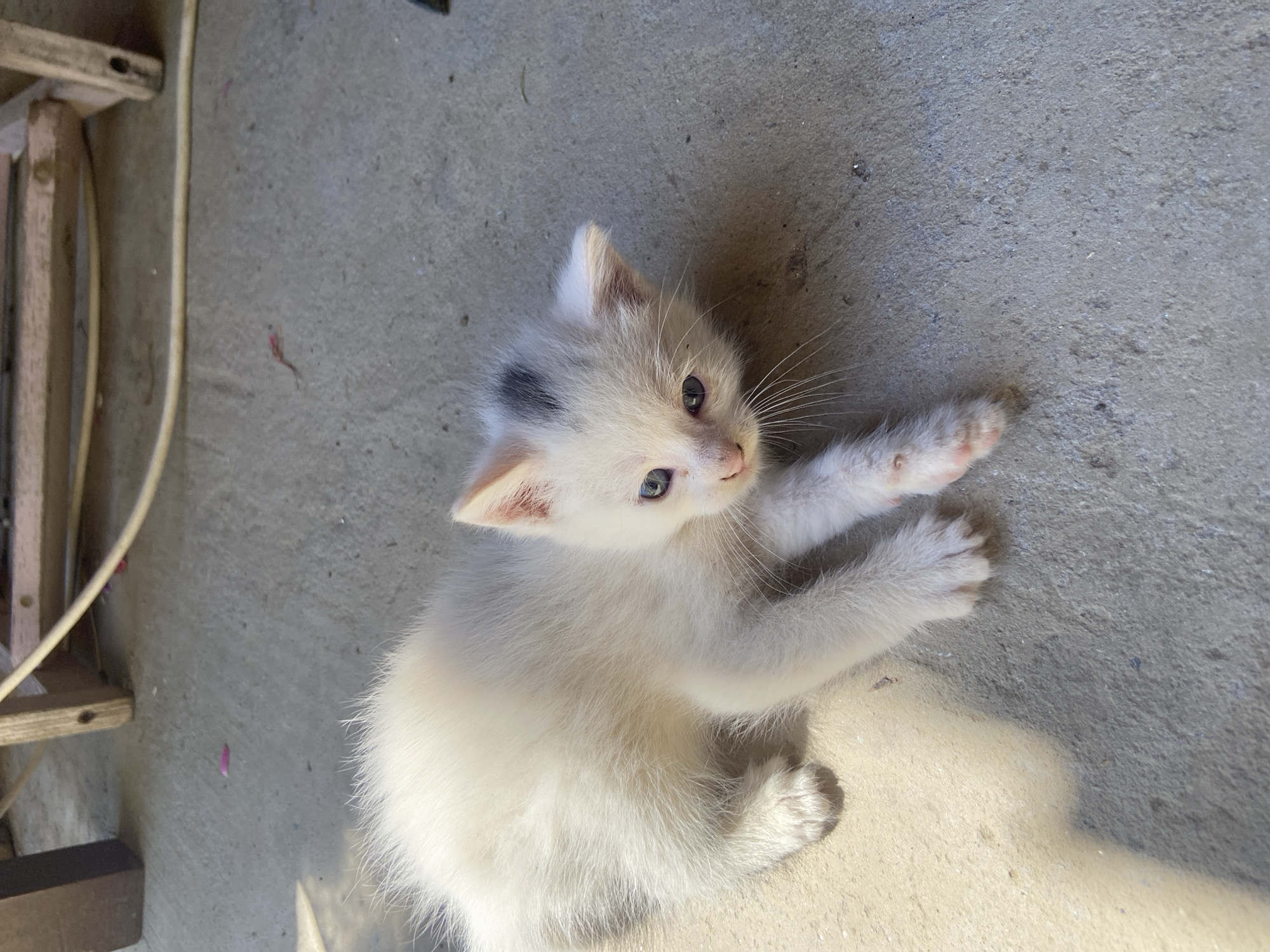 A young, fluffy, white kitten with blue eyes and a small dark grey patch on its head lies on a light grey concrete surface outdoors. The kitten is looking towards the camera. In the background, a wooden chair and a white hose are visible. Sunlight casts a shadow across the kitten and the ground. The location is the city of Mindia, Bulgaria.