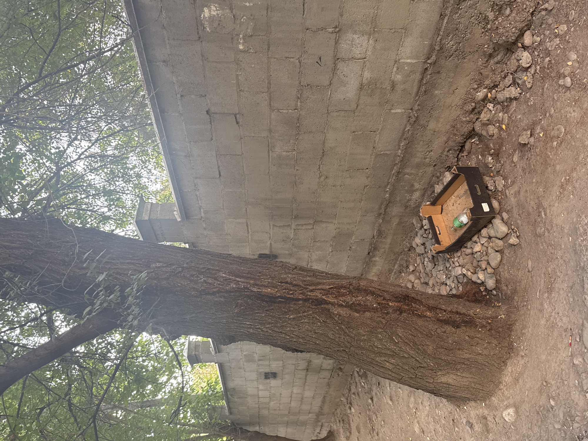 The image depicts a scene in Bishkek, Kyrgyzstan, featuring a large tree trunk with rough bark on the left, leaning against a rough concrete block wall. The ground is covered in dirt and scattered stones. Near the base of the tree and against the wall, there is a discarded brown cardboard crate containing a green plastic bottle with some liquid. Further along the wall, there are two dark rectangular marks and a peeling piece of paper with some writing. The wall extends into the background, with some greenery visible behind it. The overall impression is one of an outdoor urban environment, possibly an alleyway or the side of a property, with elements of disarray and neglect.