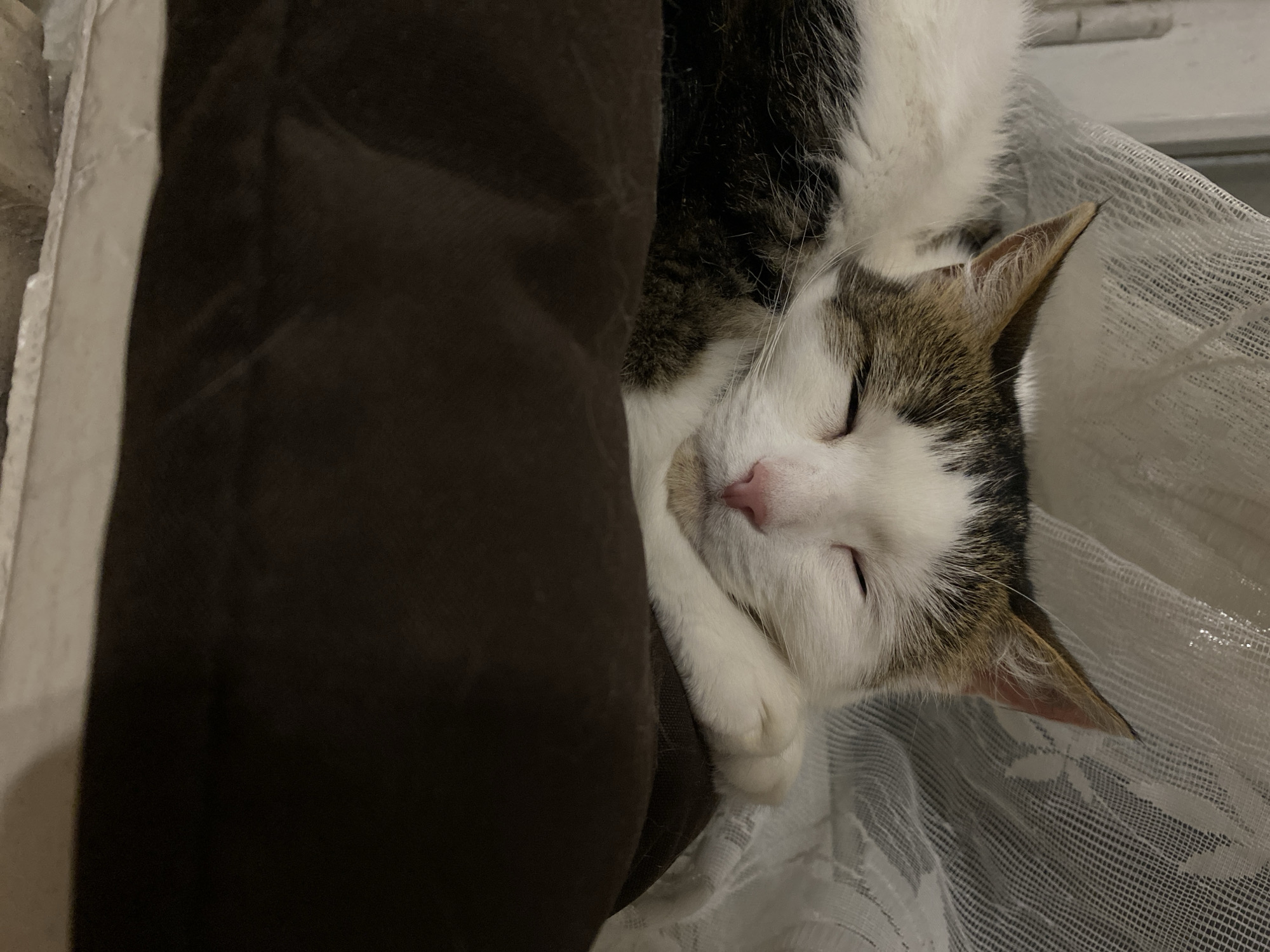 A close-up, eye-level shot captures a cat sleeping on a dark brown cushion. The cat, with white fur and patches of brown and black tabby markings on its head and back, is curled up with its eyes closed and its front paws tucked under its chin. Its nose is a delicate pink, and its ears are alert, one pointing upwards and the other slightly angled. Behind the cat, a sheer white curtain with a floral pattern is visible, providing a soft, diffused background. The lighting is dim, casting gentle shadows and highlighting the cat's peaceful slumber. The setting appears to be indoors, possibly a home environment.