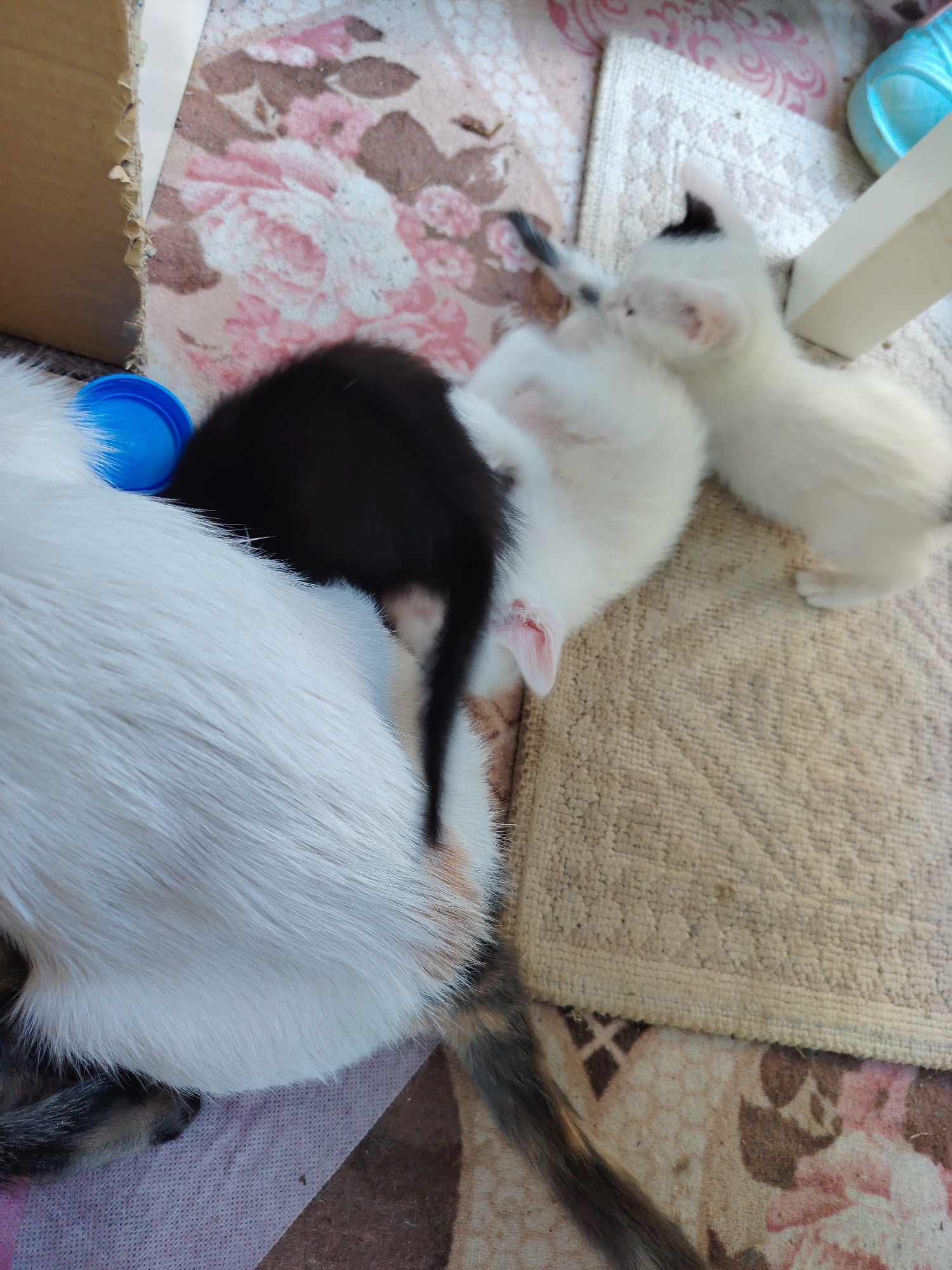 In Konyaaltı, Turkey, a domestic scene unfolds with a mother cat and three kittens nestled together. The mother cat, primarily white with some calico markings, is positioned on the left, her back to the viewer. A small black kitten is curled against her, its body partially obscuring the mother. To the right of the black kitten are two white kittens. One is nestled beside the black kitten, facing away from the camera, while the other is positioned further to the right, also facing away and appearing to be sleeping or resting. The animals are on a patterned rug and a darker patterned surface, with a blue plastic object visible near the mother cat's head. The background includes a cardboard box and part of a white structure, suggesting an indoor or semi-outdoor domestic setting. The lighting is natural and appears to be daylight.
