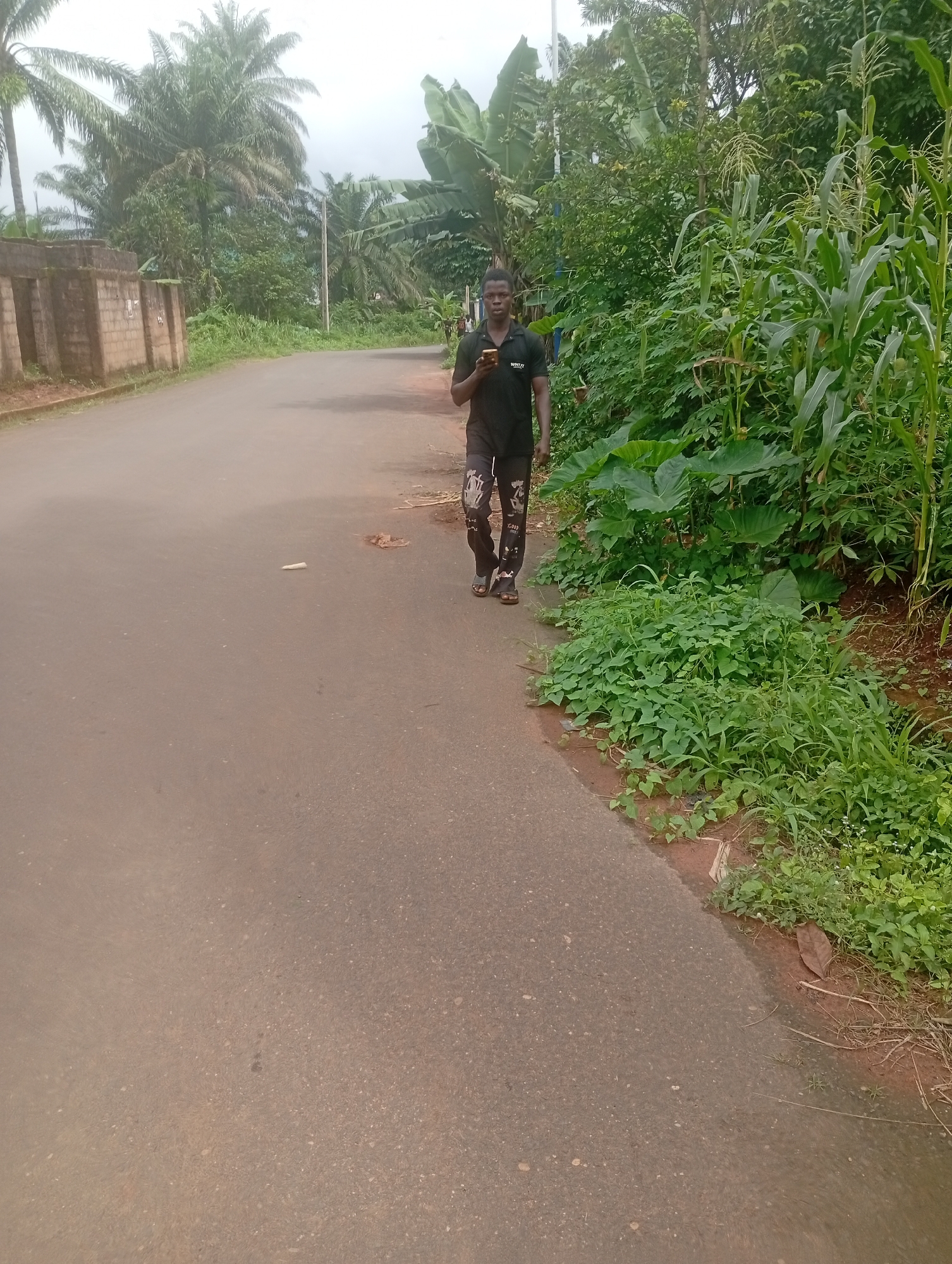 A young Black man in a black t-shirt and patterned pants walks away from the camera on a paved road in Akokwa, Nigeria. He is holding a smartphone in his right hand and appears to be looking at it. The road is bordered by lush vegetation on the right side of the image, including corn stalks and large-leafed plants. On the left side of the road, a brick wall with a building behind it is visible. The sky is overcast. The scene appears to be a rural or semi-rural area within the city.