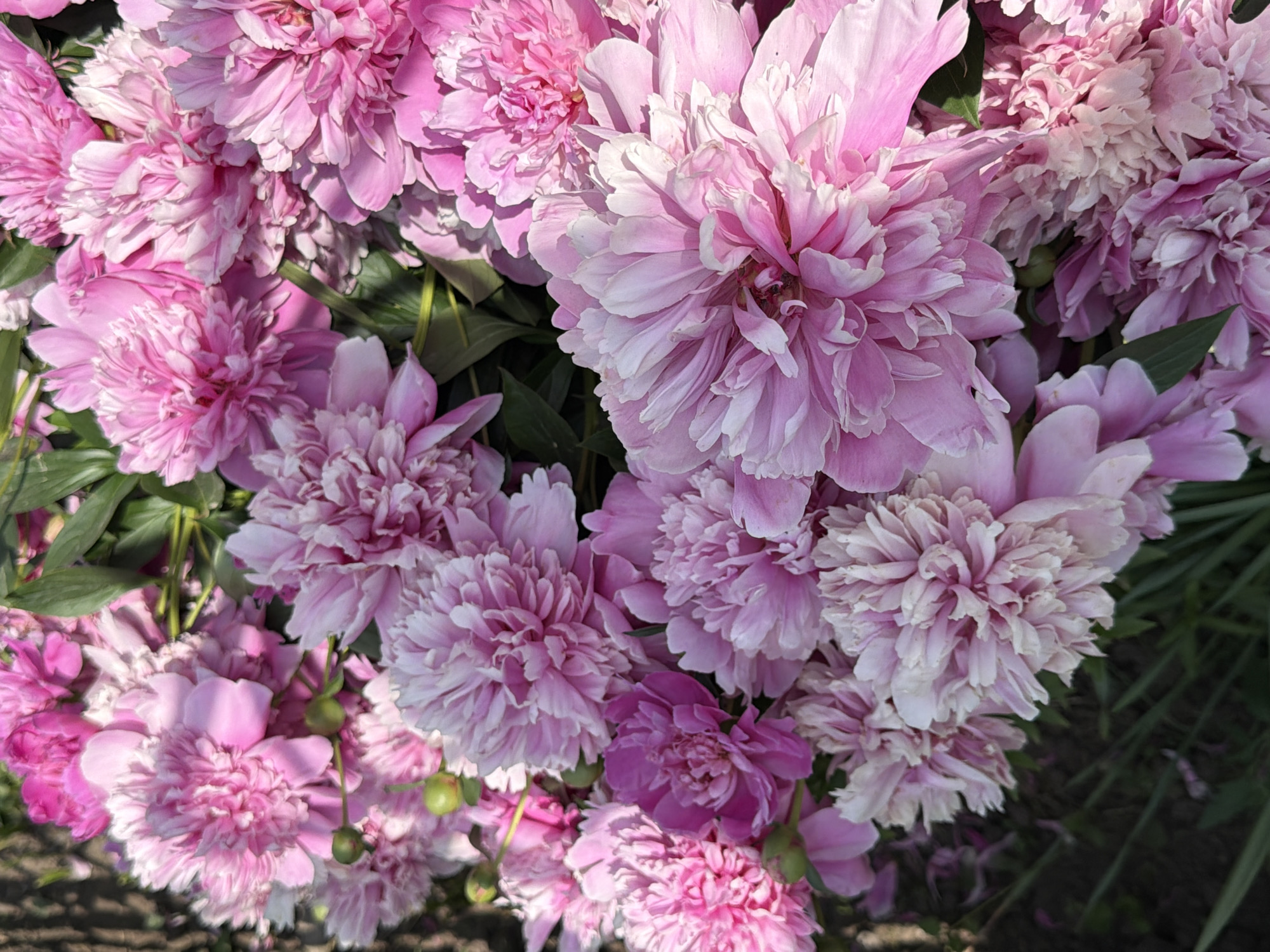 A close-up, overhead shot showcases a vibrant bouquet of pink peonies in full bloom. The flowers are arranged tightly, with their lush petals creating a dense and textured surface. Various shades of pink, from deep fuchsia to soft pastel, are visible, with some flowers displaying white or cream-colored edges on their petals. Green leaves and a few unopened buds are interspersed among the blossoms. The background is dark and out of focus, suggesting an outdoor setting, possibly a garden or a florist's display. The lighting is bright, casting subtle shadows that highlight the intricate details of the peony petals.