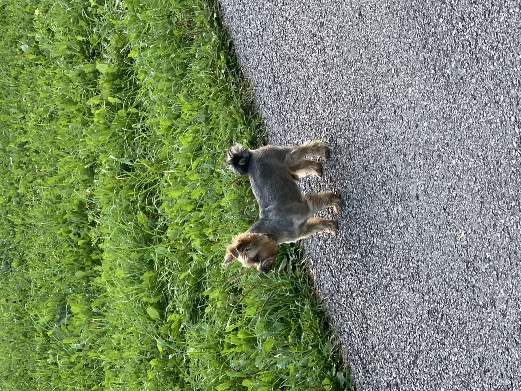A small, tan and grey Yorkshire Terrier stands on a gravel path. The dog is facing to the left, with its tail curled over its back. Lush green grass fills the background, with some taller, thinner stalks interspersed within the shorter blades. The scene appears to be outdoors, likely in a park or a residential area with a path and lawn. The image does not contain any explicit visual cues that would allow for a definitive location within Prokopyevsk, Russia.