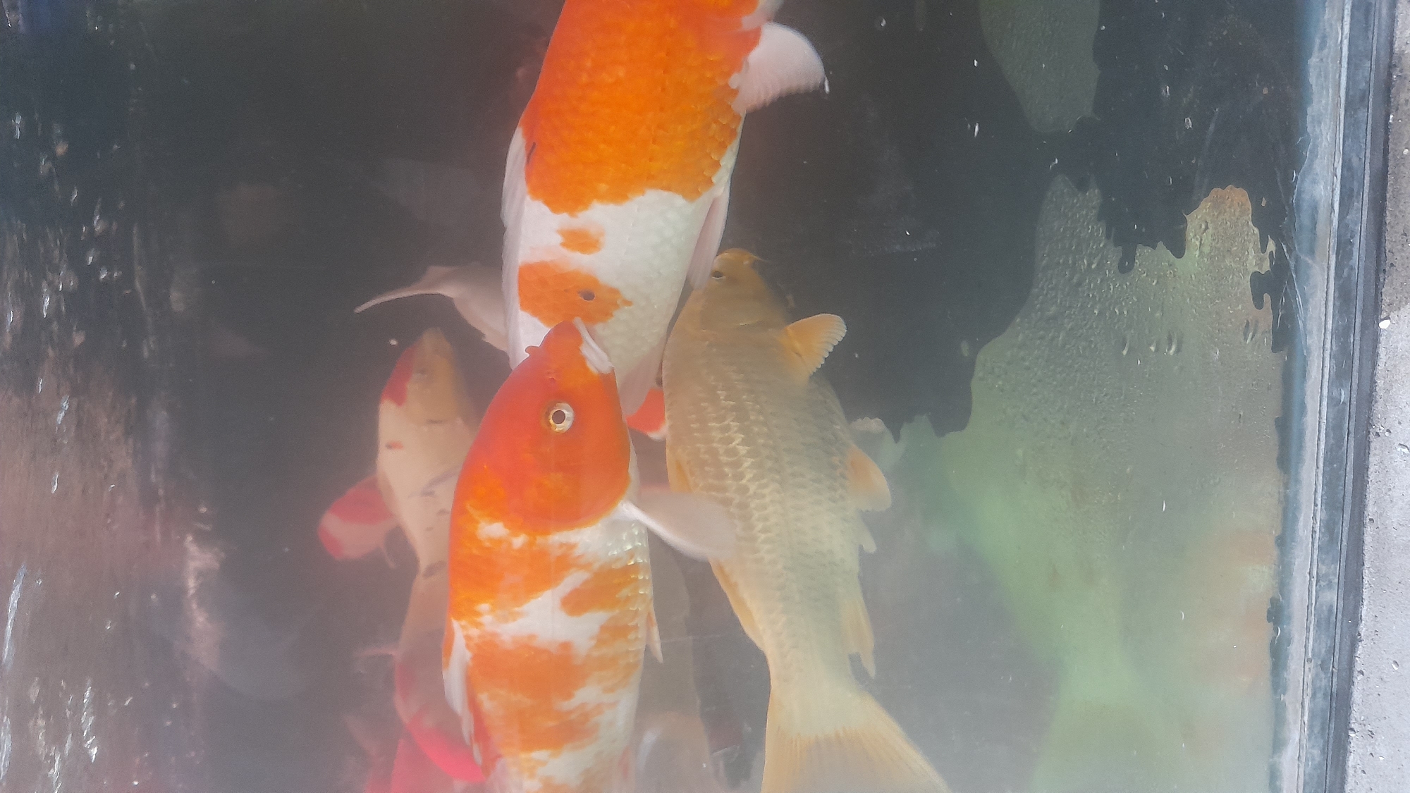 In Pekalongan, Indonesia, a group of koi fish are swimming in an aquarium. The aquarium glass is visible, and there is condensation on the inside. The fish are of various colors, including orange, white, and gold. One large orange and white koi is in the foreground, facing left. To its right, another large koi, also orange and white, is partially visible. Below the foreground koi, a golden koi swims horizontally. In the background, other koi are visible, some with red and white markings. The water appears murky and greenish. The bottom of the aquarium is dark, with some lighter areas suggesting substrate or algae. The overall scene depicts a common sight in aquariums or ponds in Indonesia, where koi fish are popular.