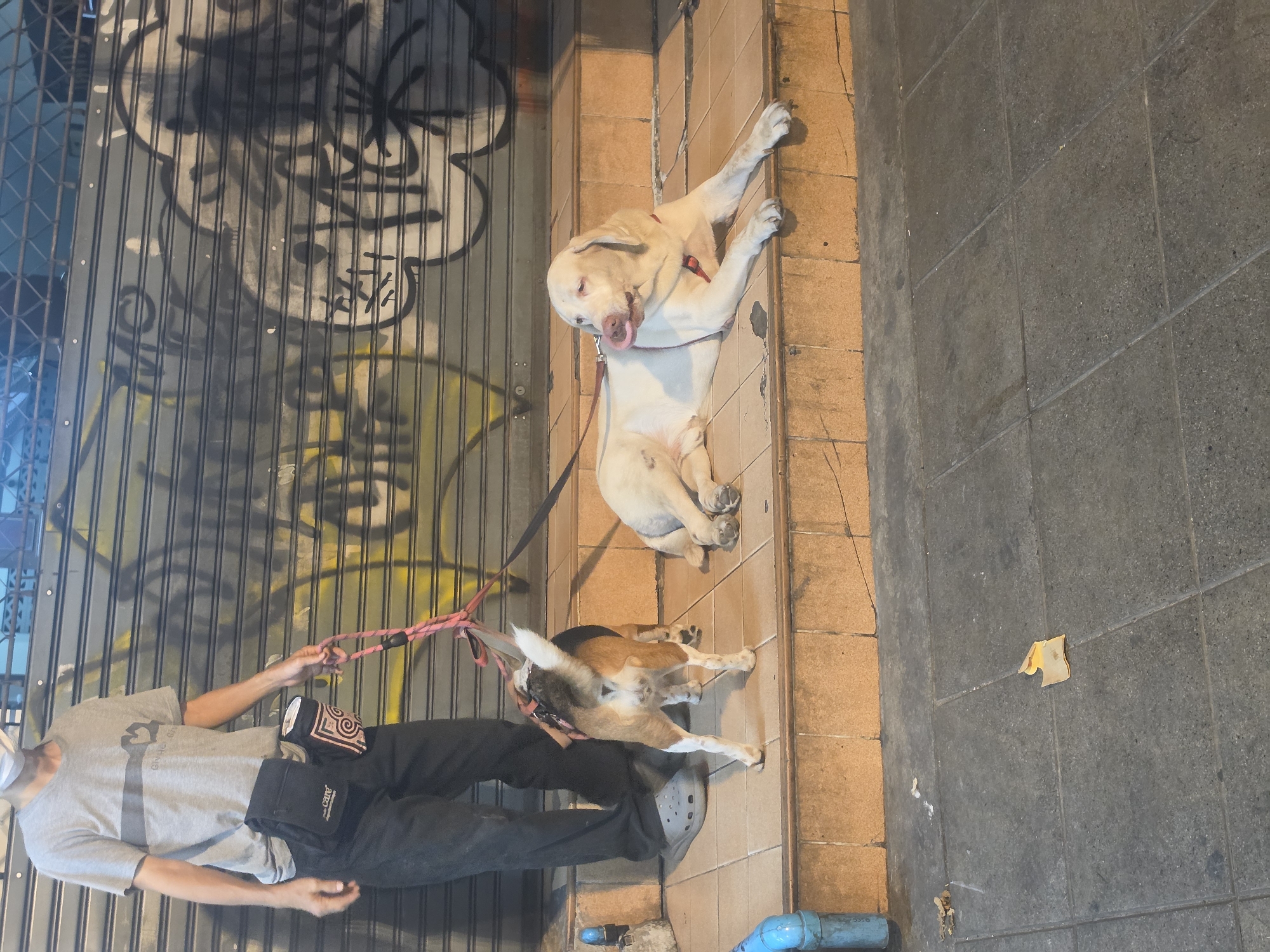 This evening street scene, set in Bangkok, Thailand, captures a person walking two dogs on a tiled sidewalk next to a closed storefront. The individual, seen from the waist up, wears a grey t-shirt with partially visible black text that appears to read "BANGKOK" and dark pants, along with a white face mask. They are holding two leashes, one pink and one darker, and have a black fanny pack with the word "CAVE" visible across their chest, alongside another patterned pouch.
To the left of the person, a large, light-colored dog, possibly a Labrador, is lying down on the light brown tiled ground with its tongue slightly out, appearing relaxed. Its leash is red. Another smaller, tricolored dog, resembling a Beagle, stands calmly near the person's legs.
The background features a corrugated metal shutter or door, heavily covered in dark, abstract graffiti. The ground is a mix of light brown and darker grey tiled pavement, with two blue pipes visible towards the bottom of the frame and some discarded yellow material on the darker tiles. The lighting suggests dusk or night, with artificial illumination highlighting the subjects and surroundings. The overall impression is a casual urban dog walk.