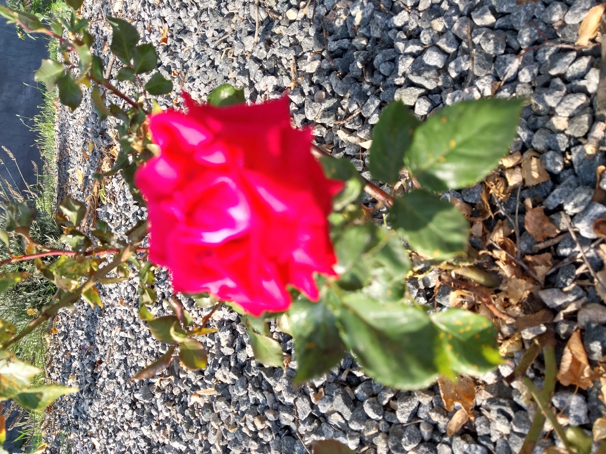 A vibrant red rose blooms in the foreground, its petals slightly unfurled and catching the sunlight. The rose is part of a bush with green leaves, some of which show small orange spots, possibly indicating disease or a natural variation. The ground beneath the rose is covered in a layer of grey gravel and scattered dry, brown leaves, suggesting an outdoor garden setting. In the background, a patch of green plants with thin stalks can be seen, and beyond that, a dark, textured wall is partially visible. The overall scene conveys a natural outdoor environment, likely a garden, with a focus on the blooming rose. The image was captured in Doslidne, Ukraine.
