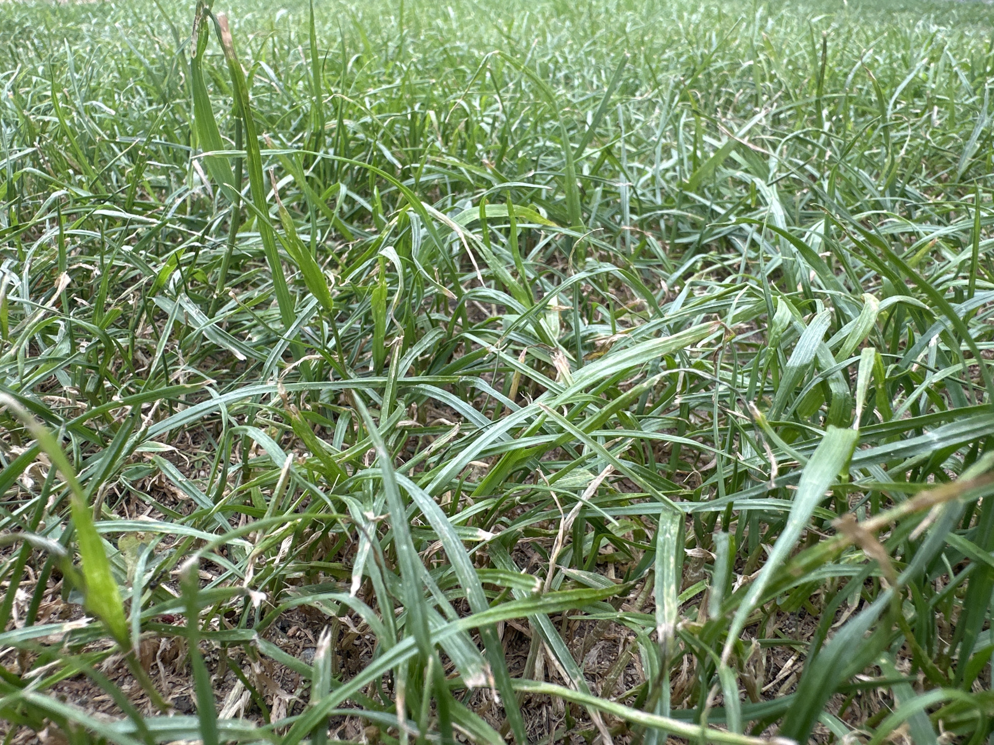 The image displays a close-up, ground-level view of a dense patch of green grass, interspersed with dry, brown blades and some exposed soil. The grass is varied in height and texture, with many blades appearing wilted or damaged, exhibiting brown tips and streaks. The lighting suggests an outdoor environment under natural daylight, with subtle shadows cast by the blades. The scene is devoid of any human presence or identifiable structures. The image is a detail shot of a grassy area, typical of a lawn or park, with no specific indicators of its location within Tabuny, Russia.