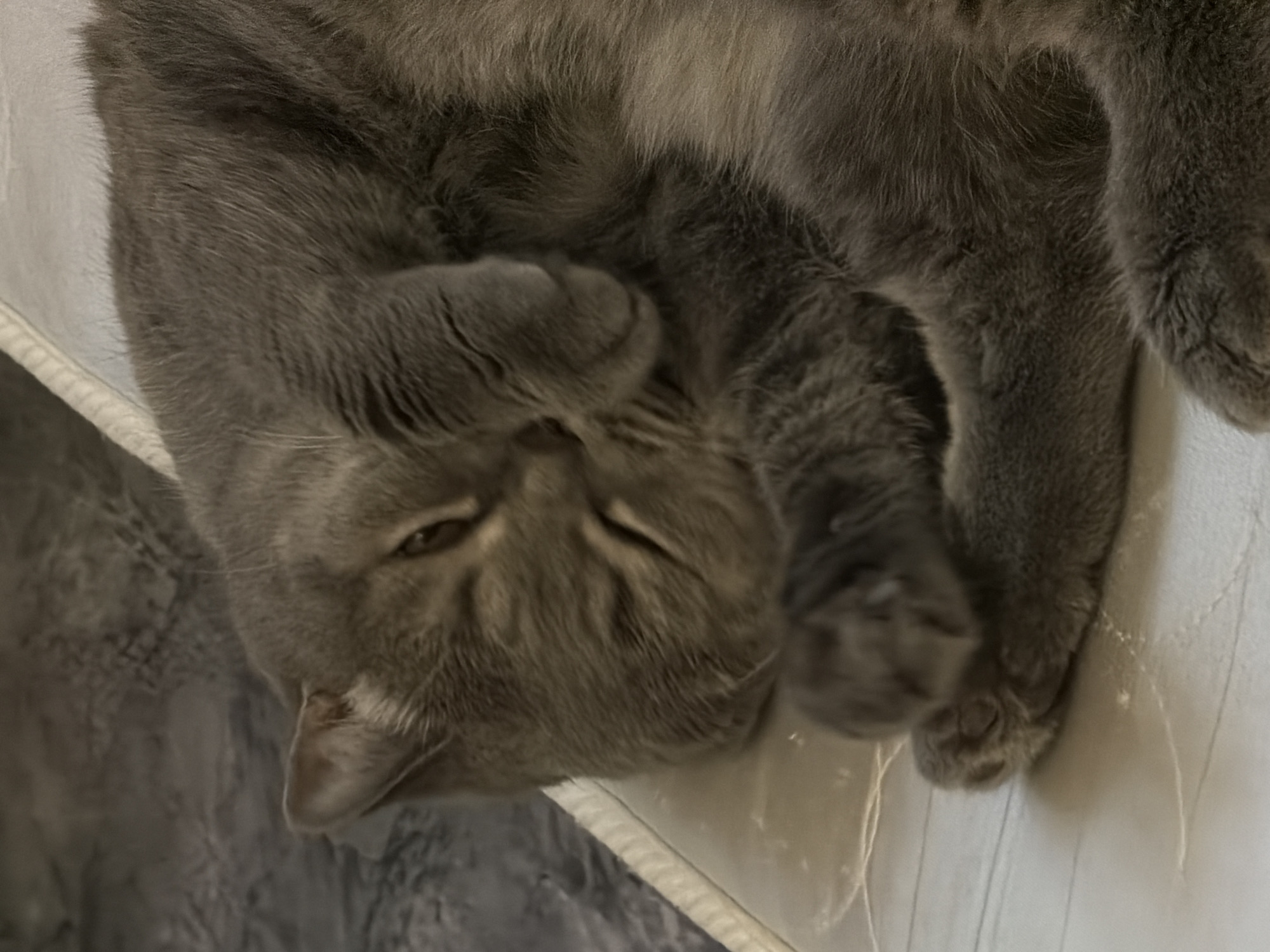 A gray cat is lying upside down on a white surface. The location is Perm, Russia.