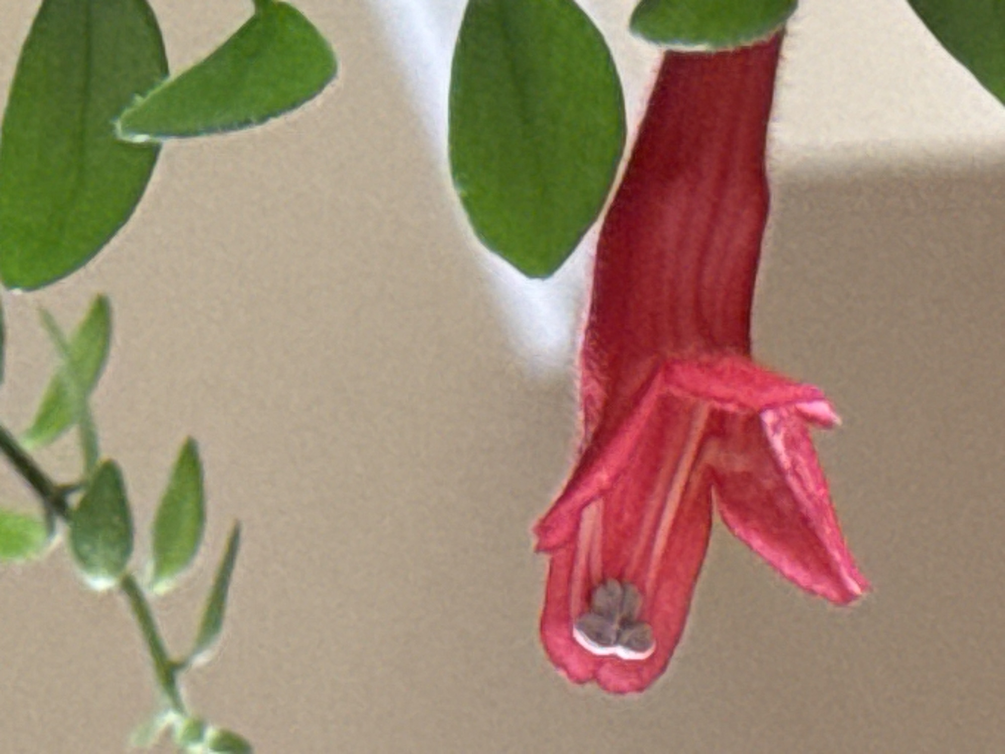 The image displays a close-up of a red tubular flower with a small, dark, and textured stamen visible at its opening. The flower is on a stem with several green leaves. The background is a soft, neutral brown, suggesting an indoor or controlled environment rather than an outdoor, natural setting in Sankt Andrä-Wördern, Austria. There are no people, animals, or other objects visible in the scene. The focus is solely on the botanical subject.
