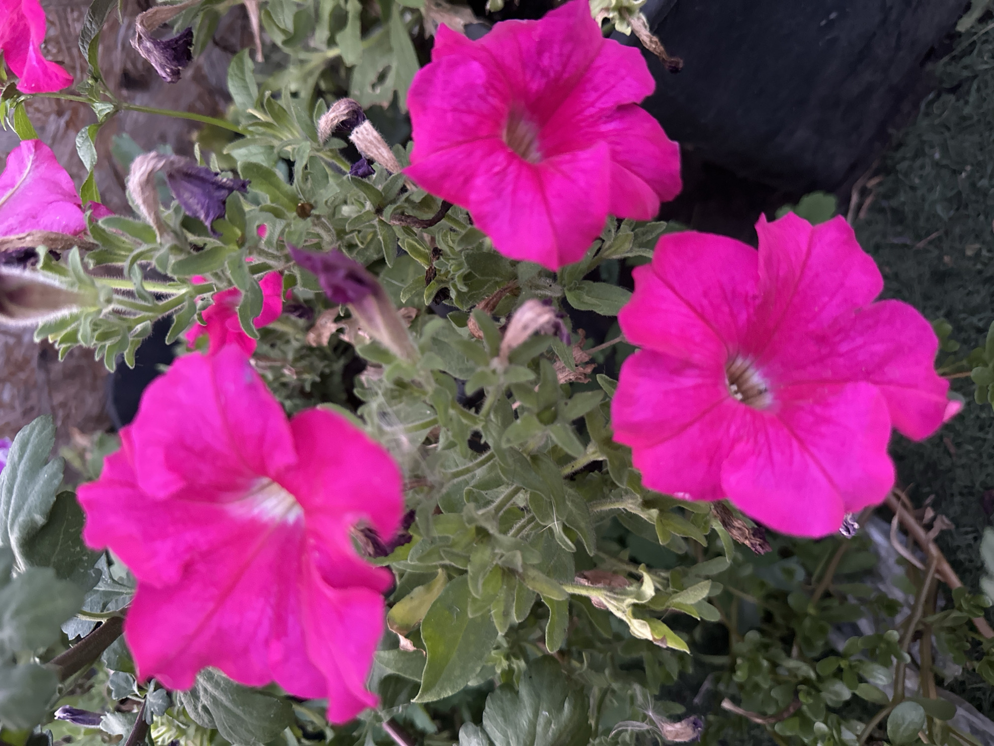 A close-up, high-angle shot features three bright pink petunias in full bloom. The flowers are vibrant and detailed, with soft, ruffled petals and lighter centers. The surrounding foliage is a mix of green leaves and some withered, purple-tinged blooms, suggesting a garden setting. The background is blurred, but appears to include dark planters and possibly a wooden fence or wall. The scene is likely captured outdoors in a garden or park area in Kostanay, Kazakhstan, during daylight hours.