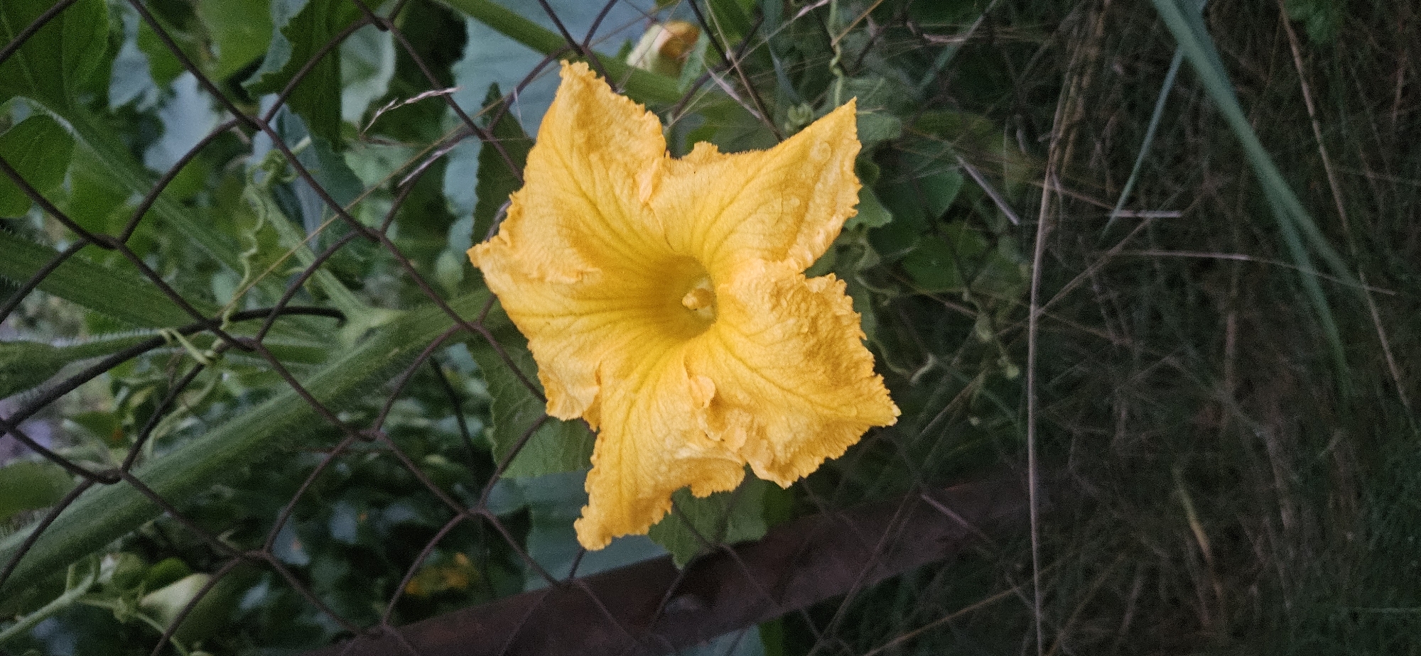 A single, bright yellow pumpkin flower blooms in the foreground, its petals slightly crinkled and appearing damp, possibly from dew or rain. The flower is positioned centrally in the frame, with its opening facing upwards. Behind the flower, a dark, metallic chain-link fence runs horizontally across the image, creating a textured backdrop. Through the fence, lush green foliage is visible, suggesting a garden or natural setting. The background is slightly blurred, emphasizing the flower. The lower portion of the image shows more of the fence and the dark ground covered in dry grass and other vegetation. The lighting is soft, indicating it may be early morning or late evening. The image was captured in Liozna, Belarus.