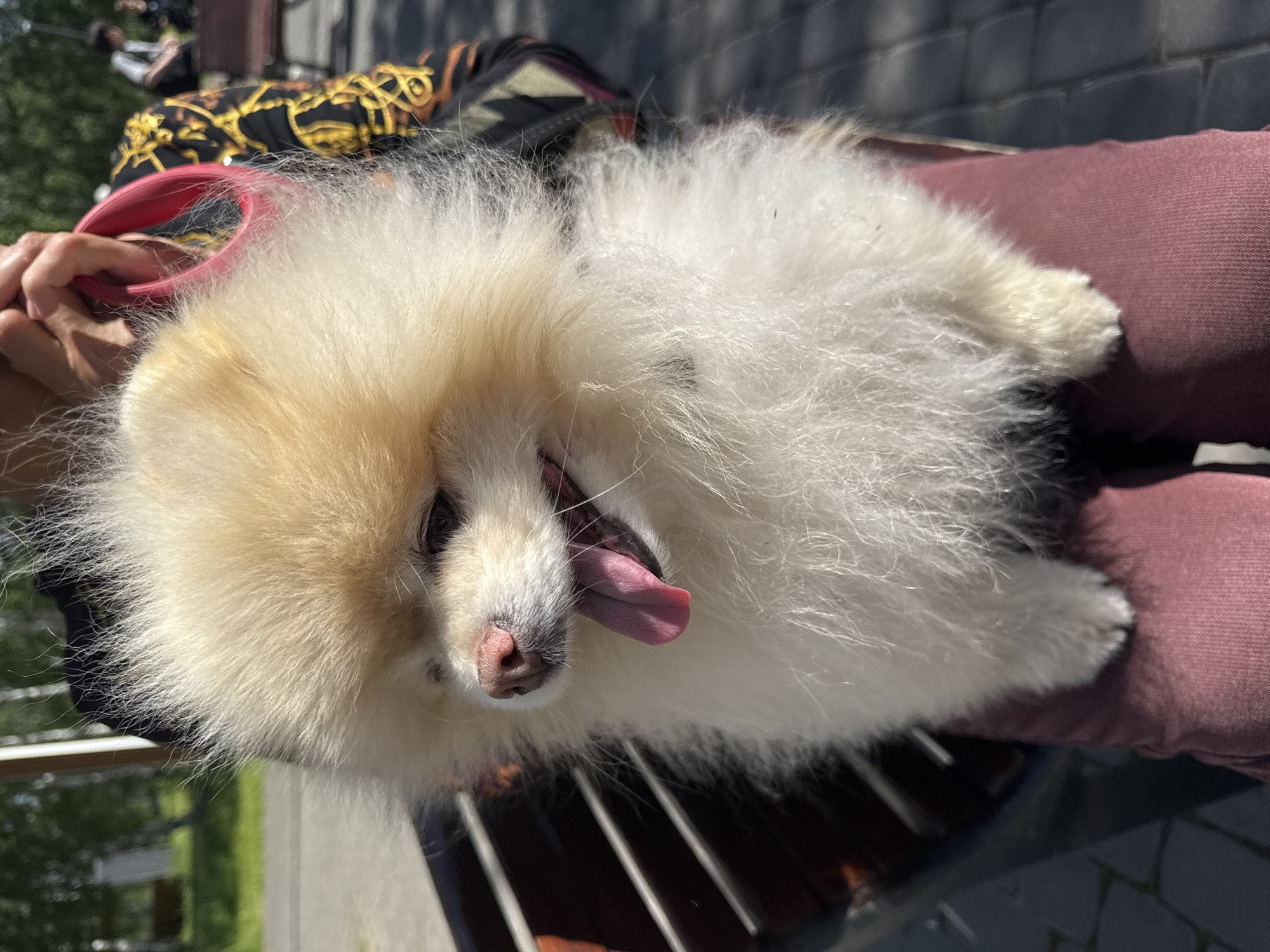 A fluffy, white and light-tan Pomeranian dog sits in someone's lap. The dog has its tongue hanging out. A pink leash is attached to the dog's collar. The person is wearing maroon pants. A bench with black slats is visible beneath the dog. In the background are other people, a black and gold bag, trees, and pavement. The location is Zelenodol'sk, Russia.