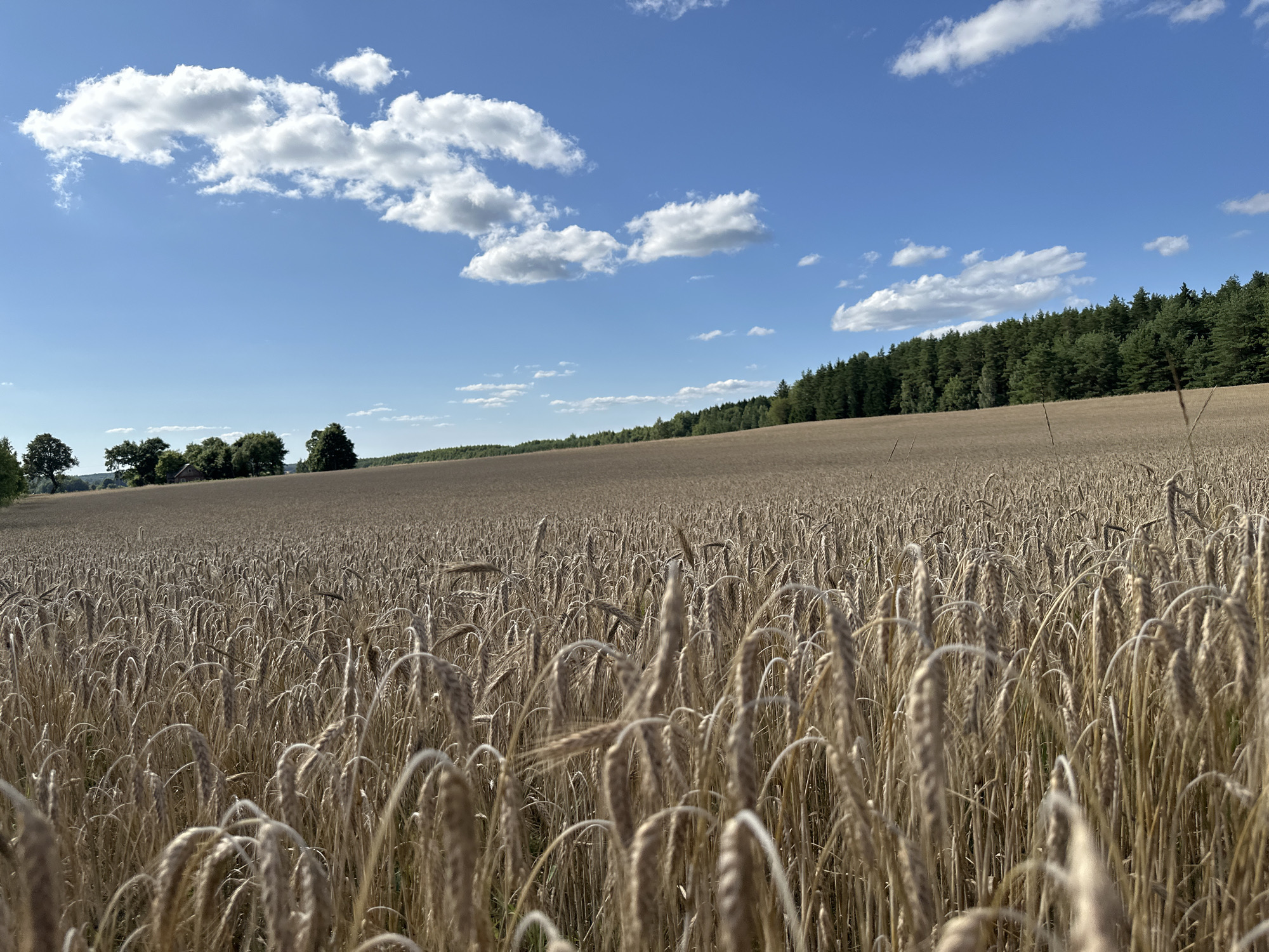 The image depicts a vast, golden field of ripe wheat under a clear blue sky with scattered white clouds. The wheat stalks are tall and densely packed, filling the foreground and stretching towards the horizon. In the mid-ground, a line of trees forms a dark green border along the edge of the field. Beyond the trees, a dense forest is visible. The scene appears to be set in a rural area, possibly on the outskirts of Norviliškės, Lithuania, given the characteristic agricultural landscape and vegetation. There are no people or animals visible in the image, and no specific actions or interactions are taking place. The overall impression is one of a serene, sun-drenched day in the countryside.