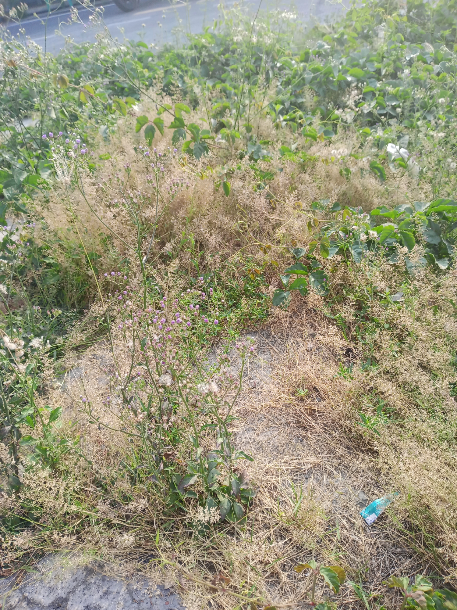 The image shows a patch of overgrown vegetation next to a paved surface, possibly a road or sidewalk, in Demak, Indonesia. The vegetation is a mix of green plants, dry grass, and small purple flowers. There is also some white fluffy seed heads scattered throughout the plants. In the lower right corner of the image, a small blue and white plastic bottle is visible among the dry grass. The scene appears to be an undeveloped or unmaintained area within the city.
