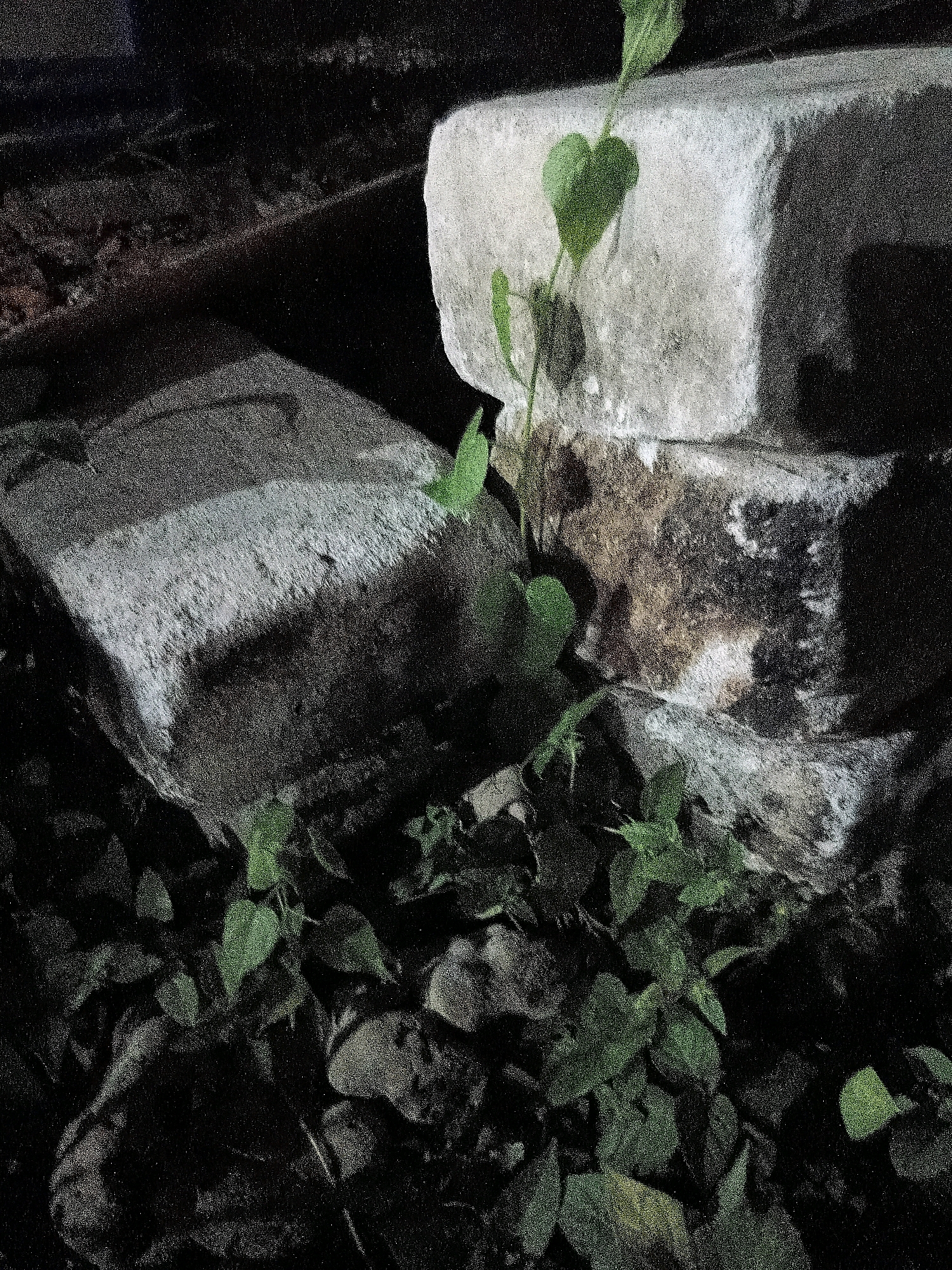 The image depicts a close-up view of weathered, rectangular stone blocks, likely part of an outdoor structure, possibly in Cikal, Indonesia. A vine with heart-shaped green leaves is growing and intertwining with the stones. The stones are a light gray color, with visible texture and some staining or discoloration, suggesting age and exposure to the elements. The background is dark and out of focus, with hints of other stone or brickwork, and possibly some vegetation. The lighting suggests it is either nighttime or a very shaded area, with a harsh light source illuminating the vine and parts of the stone. The scene is static, with no people or animals present. The overall impression is one of nature reclaiming man-made structures in a dimly lit, possibly urban or semi-urban environment in Cikal.