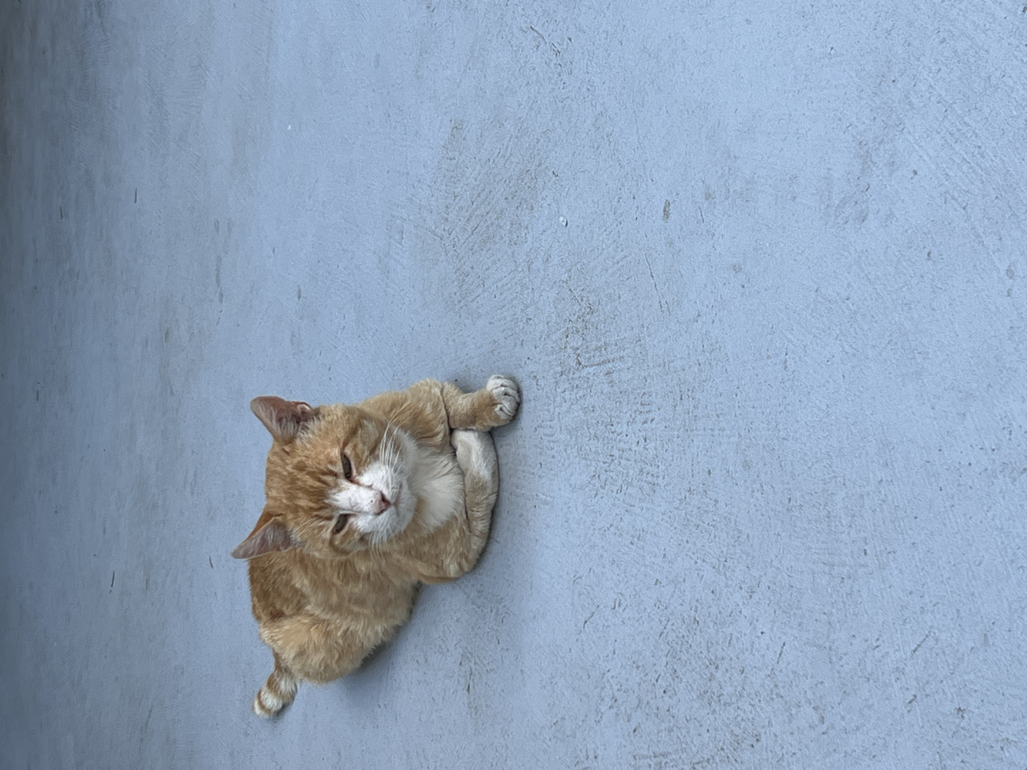 An orange and white cat lies on a pale blue, concrete surface. The cat is facing left and has its front paws crossed. Its eyes are partially closed and it appears to be relaxed. The background is a plain, textured concrete surface. There is no visible information to suggest the location is the city of Fontanka, Ukraine.
