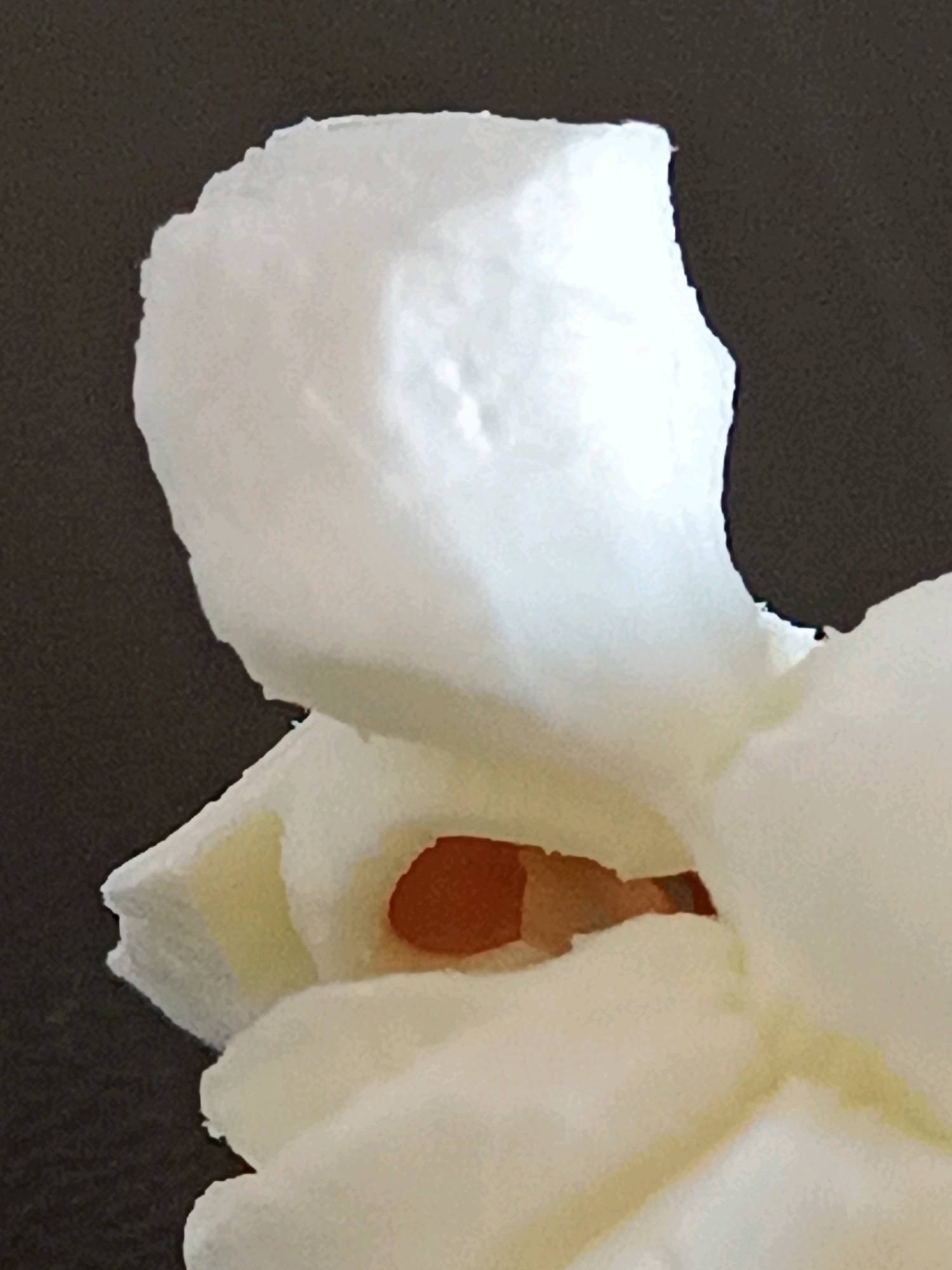 The image is a close-up, detailed photograph of a piece of white popcorn against a dark background. The popcorn has a fluffy, textured surface with some subtle color variations, including hints of pale yellow within its folds. The central part of the popcorn reveals a small, deep orange core. The dark background appears to be a textured surface, possibly fabric or a dark wall. There are no people, actions, or interactions depicted in the image. The photograph is a still life, focusing solely on the texture and form of the popcorn. There is no information within the image that indicates its location in the city of Viadana, Italy.