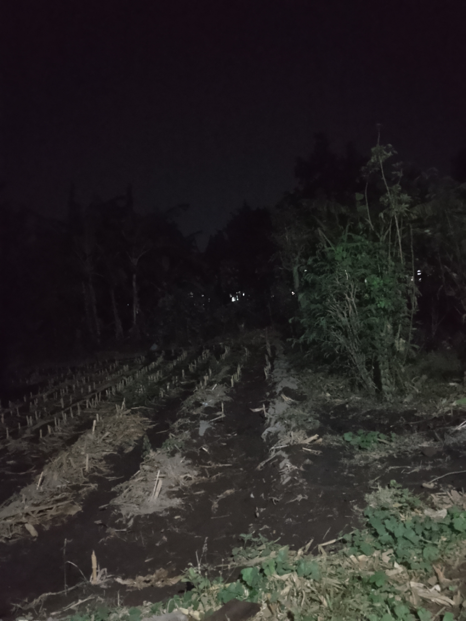 The image depicts a dimly lit outdoor scene at night in Kelurahan, Indonesia. The foreground shows a cultivated field with rows of stubble from harvested crops, likely corn or sugarcane, interspersed with loose soil and debris. In the midground, dense vegetation and trees create a dark, shadowed area. The background is mostly obscured by darkness, with faint lights visible in the distance, suggesting the presence of buildings or other settlements. The overall atmosphere is dark and somewhat rural. There are no people or animals visible in the image. The lighting is low, with some light sources possibly coming from artificial illumination in the distance. The ground appears uneven and damp.