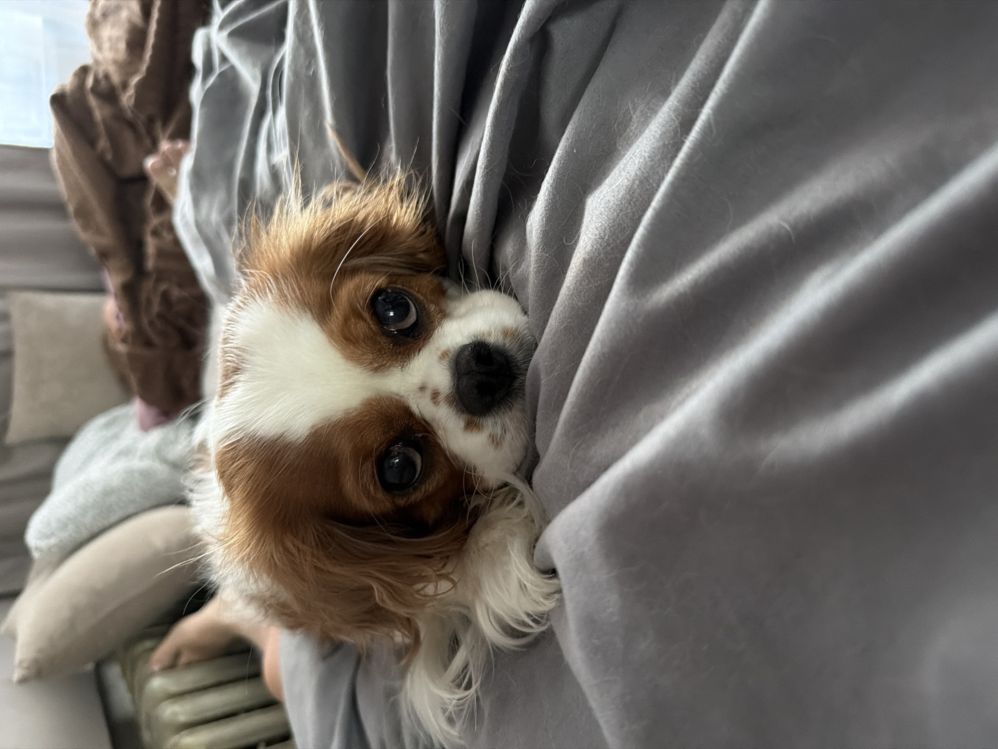 An indoor scene depicts a blenheim-patterned Cavalier King Charles Spaniel dog, predominantly white with brown patches, lying prone on a gray, rumpled bedsheet. The dog's head, featuring prominent dark eyes and a dark nose, is resting on its front paws and oriented directly towards the viewer. In the blurred background, to the left of the dog, a bare human foot and lower leg are visible. Behind the foot, a portion of a green, vertically ribbed radiator is present. Further into the background, two pillows, one light beige and one light gray, are stacked against an unseen headboard. To the right of the dog, crumpled brown blankets or fabric cover a form, with a narrow vertical strip of ambient light, presumably from a window, visible in the upper right corner. The specific location within the city of Chaikovsky, Russia, cannot be determined from the visual information provided.