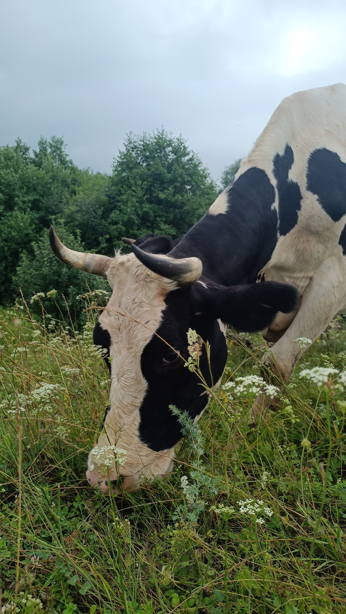 A black and white cow is grazing in a grassy field with scattered white flowers. The cow's head is down, and it is facing towards the right side of the frame. In the background, there are trees and a cloudy sky. The image appears to be taken in a rural setting. No specific location in the city of Karsha, Russia is discernible from the image.