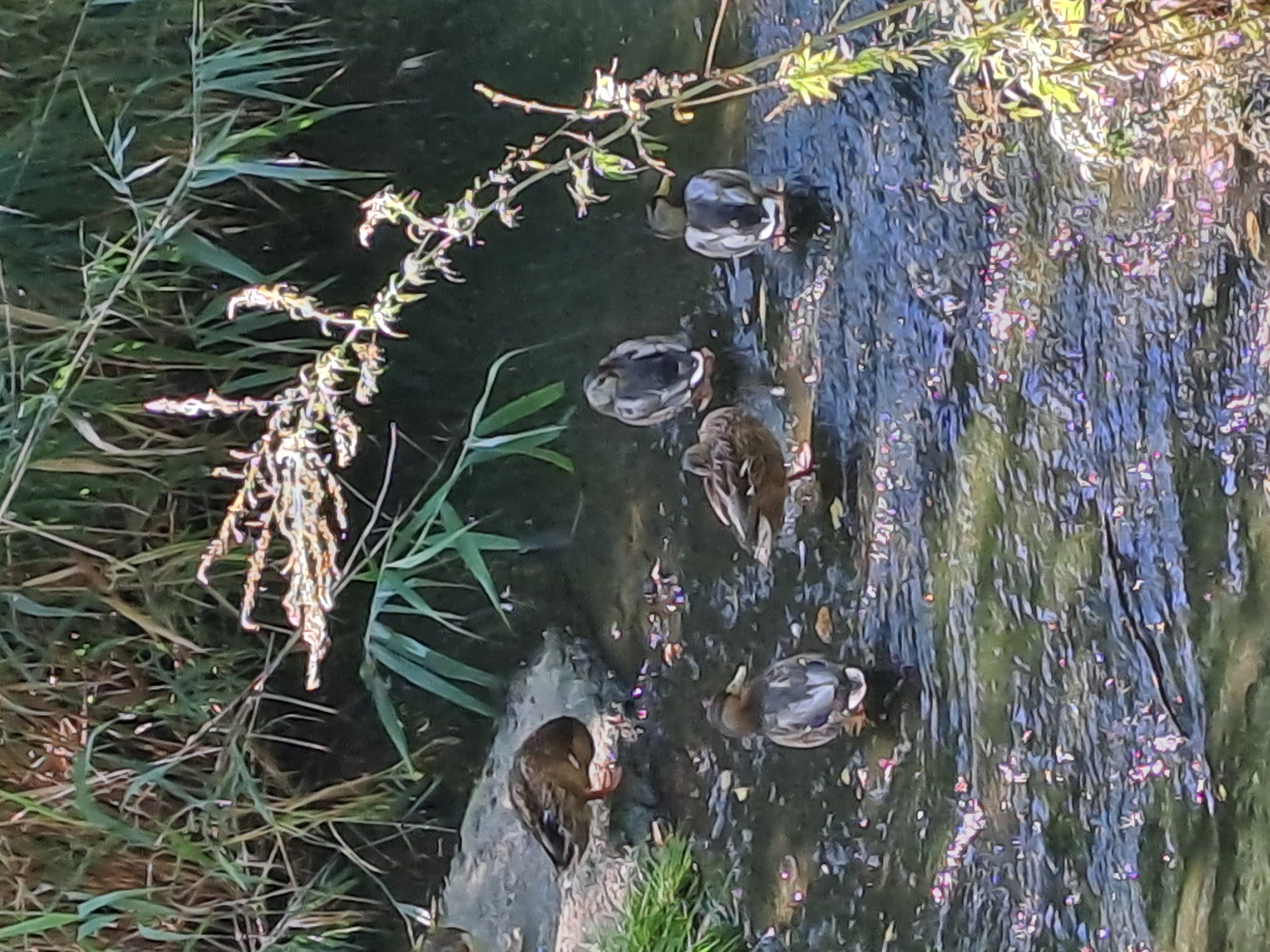 A group of five ducks are present in a shallow, partially shaded stream. The ducks are mostly brown and gray with some white markings, and appear to be mallards. One duck is standing on a rocky bank to the left, facing away from the camera. The other four ducks are in the water. The water is murky and reflects sunlight, creating bright, shimmering spots. Tall, reedy plants line the banks of the stream, with some branches extending over the water. The scene is an outdoor natural environment, possibly a park or a less developed area within a city.