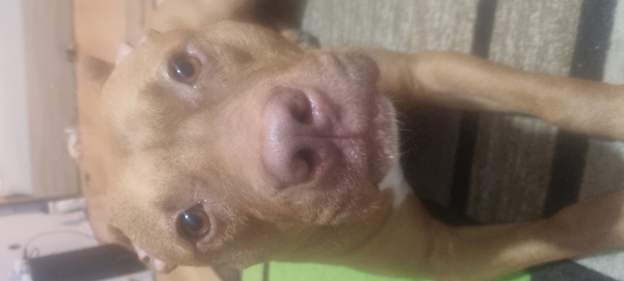 A tan-colored dog, likely a Pitbull type, is the central subject of the image. The dog is positioned with its head on the left and its body extending towards the right, appearing to be lying down and looking directly at the viewer. Its fur is a uniform light brown or tan color, with a small white patch visible under its chin and on its chest.
The dog's face is prominent, with its large, wet, pinkish-brown nose dominating the center of the frame. Both of its dark brown eyes are clearly visible, appearing calm and attentive, with a slight reflection indicating an indoor light source. Its ears are mostly out of frame or blend with the head.
The dog is resting indoors, possibly on a striped rug or carpet, which is visible in the background to the right of its body. The background on the left side of the image is blurred, suggesting other indistinct indoor elements such as a wall or furniture. The overall lighting is soft and even, typical of an indoor setting. There is no visible text. The dog's expression conveys a sense of relaxed curiosity or contentment.