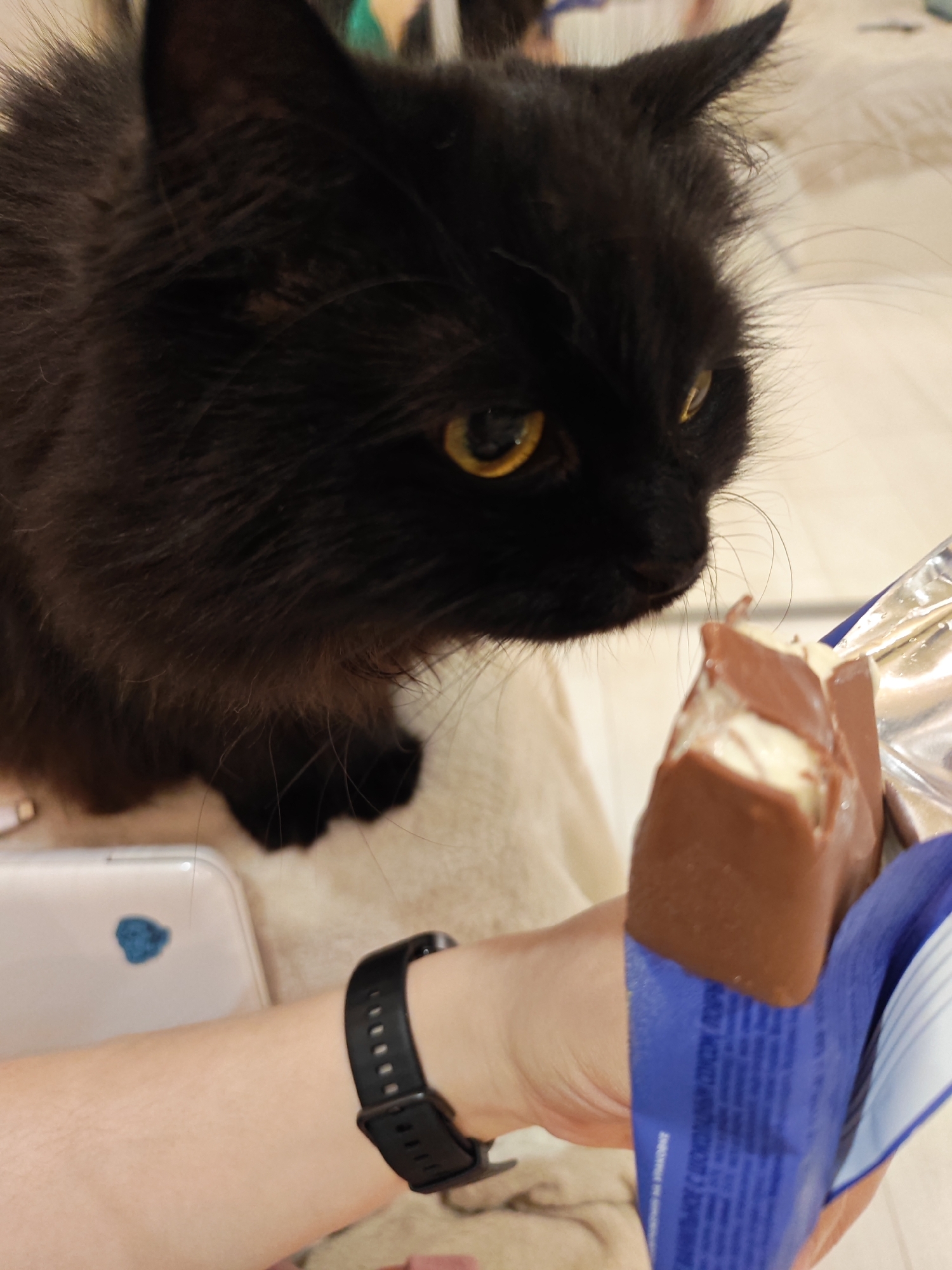 The image shows a black cat with yellow eyes looking at a partially eaten chocolate ice cream bar held in a person's hand. The cat is in the foreground on the left, with its head and upper body visible. The person's arm and hand, wearing a black fitness tracker, are on the right, holding the ice cream bar. The background is blurred, but suggests an indoor setting with a light-colored surface and possibly furniture. The image was taken in Bataysk, Russia.