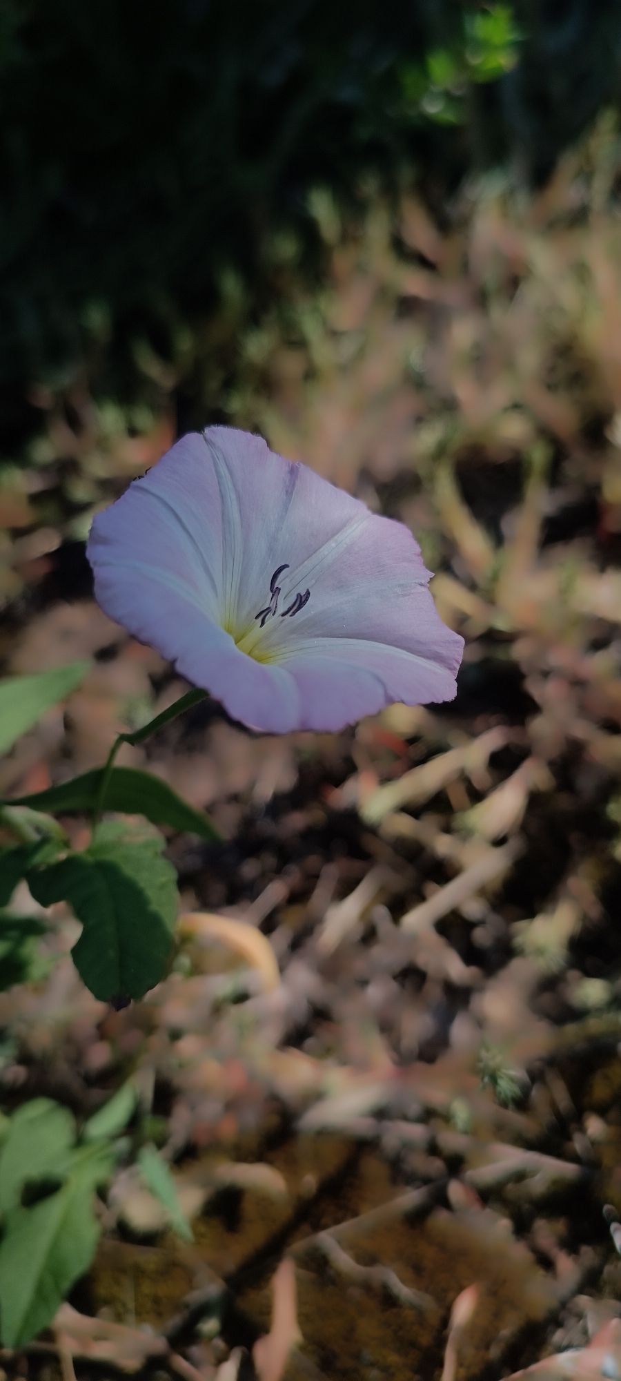 A pale purple bindweed flower, with a yellow center, is in focus against a blurred background of dry leaves and dark greenery. The flower is on the left side of the frame, with its stem and a few green leaves visible below it. The background suggests an outdoor environment, possibly a garden or a natural area, in Sokolohirsk, Ukraine. The lighting is natural and appears to be dappled, casting shadows and highlights. There are no people or animals in the image. The overall impression is one of natural beauty and tranquility.