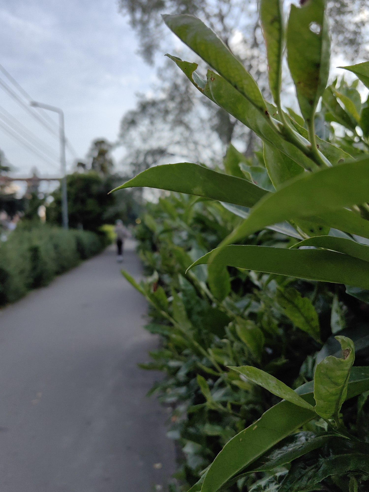 The image captures a close-up view of lush green leaves in the foreground, with the background blurred. To the left, a paved walkway stretches into the distance, lined with dense green bushes. A person in a light-colored top and dark pants is walking away from the camera on the walkway. In the far background, trees and a street lamp are visible against an overcast sky. The scene appears to be an outdoor park or pathway in an urban setting. The leaves in the foreground show signs of damage, with some appearing torn or with holes. There is no specific indication that this scene is located in Sochi, Russia.