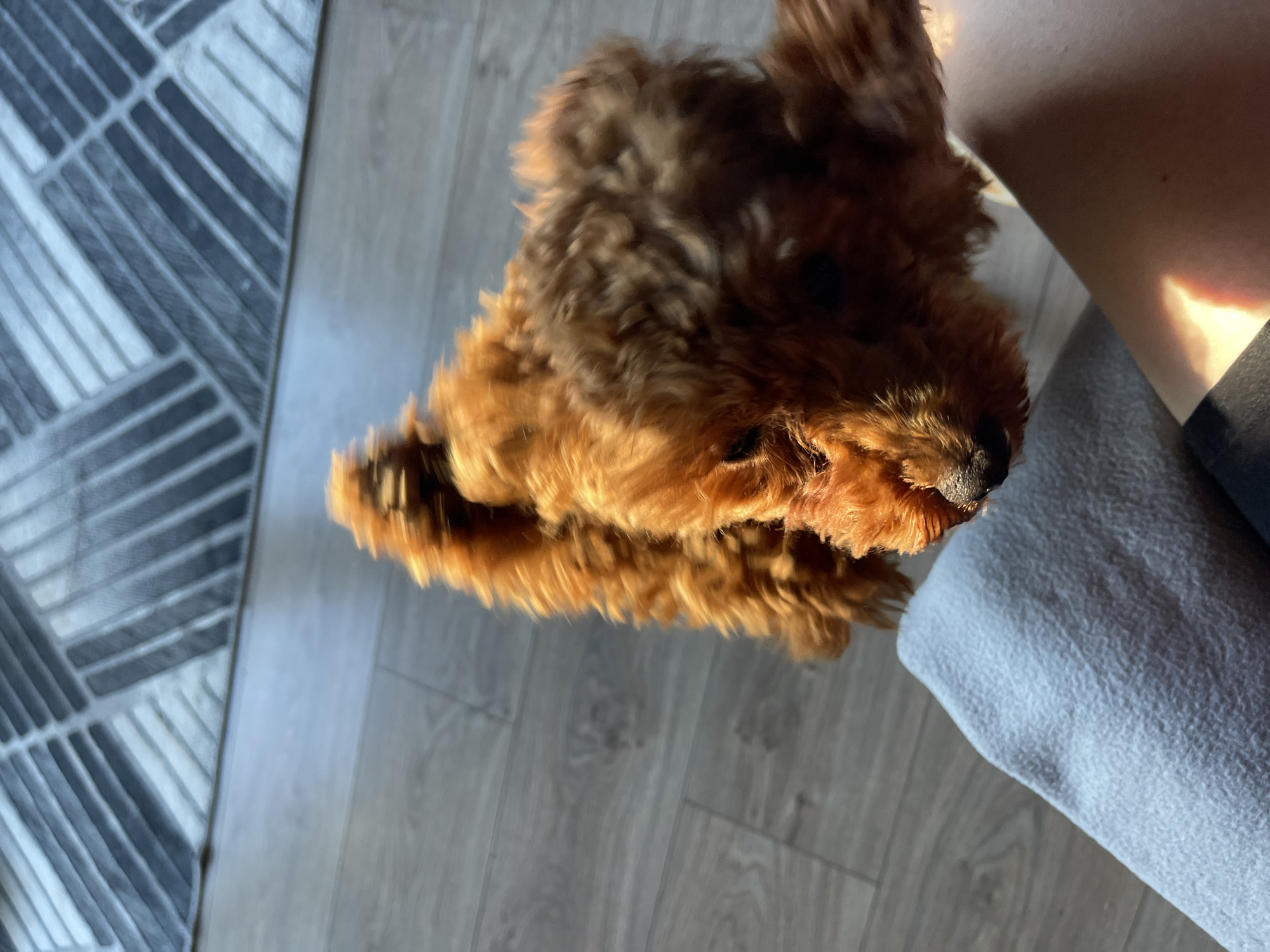 An overhead, slightly tilted shot shows a brown, curly-haired dog on a hardwood floor. A patterned rug lies to the left of the dog. To the right, a person's leg is visible, draped in a light gray garment. The lighting suggests an indoor setting with natural light. There is no information in the image that reveals the location is in Sofia, Bulgaria.