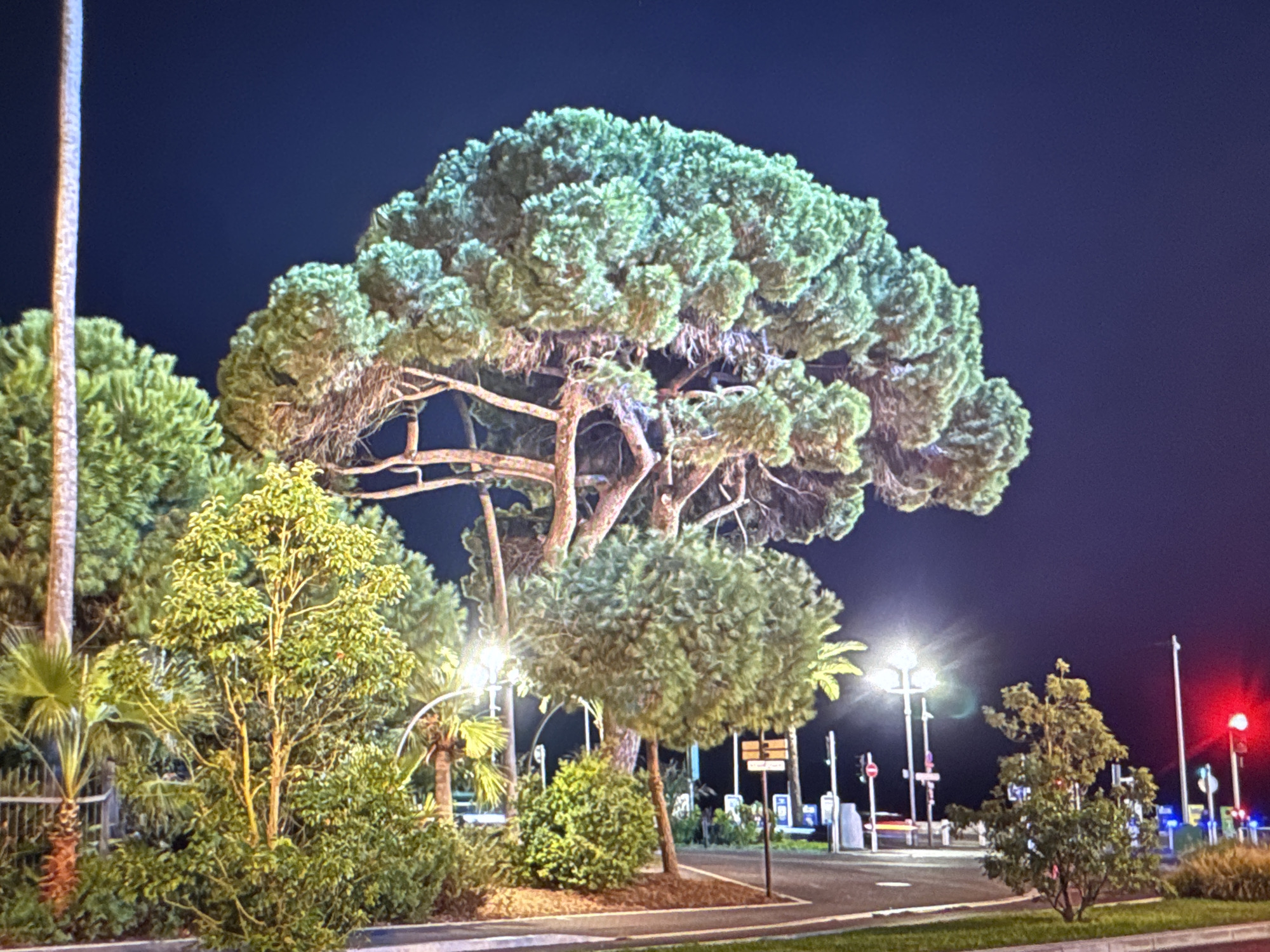 This image depicts an outdoor scene at night, likely in a well-lit urban or suburban area. The primary subject is a large, mature pine tree with a broad, irregular canopy of green foliage. The tree's trunk and branches are visible, illuminated by artificial lights. To the left of the pine, a tall, slender palm tree stands, its fronds also lit. In the foreground, a smaller tree with yellowing leaves and numerous branches is prominent, surrounded by dense green bushes. In the background, several streetlights cast a bright glow, illuminating a paved area that appears to be a road or parking lot. There are also other trees, including some smaller, rounded bushes. A traffic signal with a red light is visible on the right side of the image. There are no people or animals visible in the scene. The overall impression is that of a well-maintained public space at night, possibly a park, roadside rest stop, or a business establishment with outdoor lighting. The image does not contain any identifiable landmarks or features that would specifically place it in Porrentruy, Switzerland.