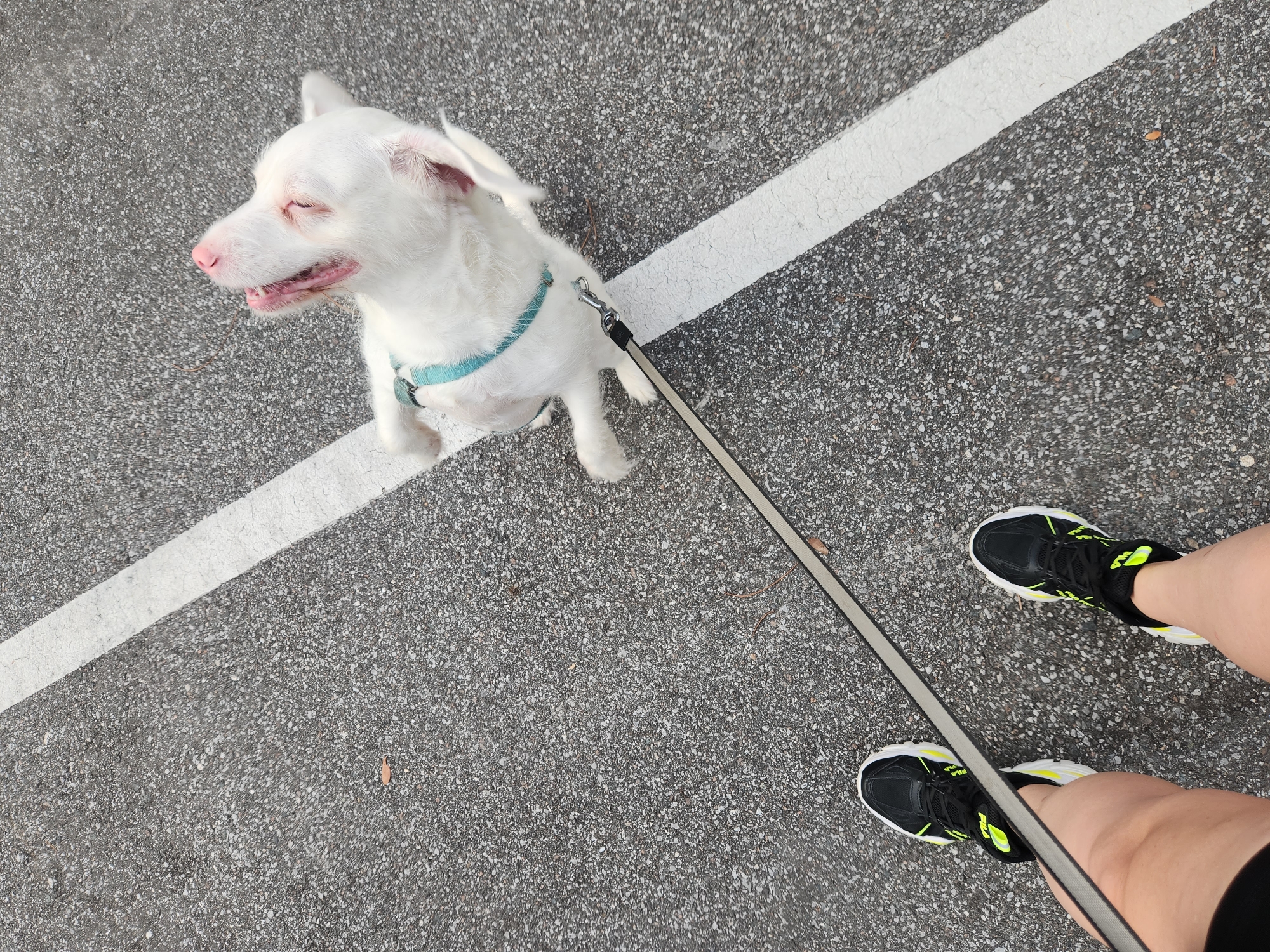 An outdoor, eye-level, medium shot shows a white dog on a leash with its owner's legs and feet. The dog, wearing a turquoise harness, is positioned in the upper right quadrant of the image, looking up with its mouth open and tongue out. The owner's legs, clad in black sneakers with neon yellow accents, are in the lower left quadrant, with a leash running diagonally between the dog and the owner's hands, which are not visible. The scene takes place on asphalt with two intersecting white lines, possibly indicating a parking lot or a road. The lighting suggests it is daytime. The image is set in Altamonte Springs, United States of America.