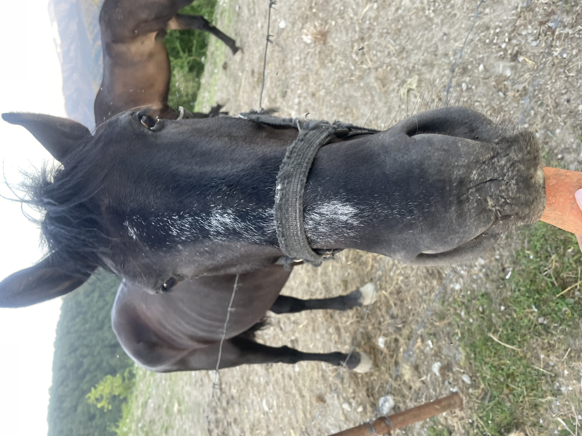 In the city of Sochi, Russia, a close-up shot captures a black horse from the nose up, with its head angled slightly toward the camera. The horse is wearing a rustic, worn bridle. A portion of a bright orange carrot is visible at the bottom of the frame, being offered to the horse. In the background, another dark-colored horse stands in a grassy, somewhat dry, outdoor enclosure. The terrain behind the horses is hilly and covered with sparse vegetation, with trees and distant mountains under a bright sky. A wire fence runs horizontally across the image, separating the viewer from the horses. The overall scene depicts a rustic, rural setting.