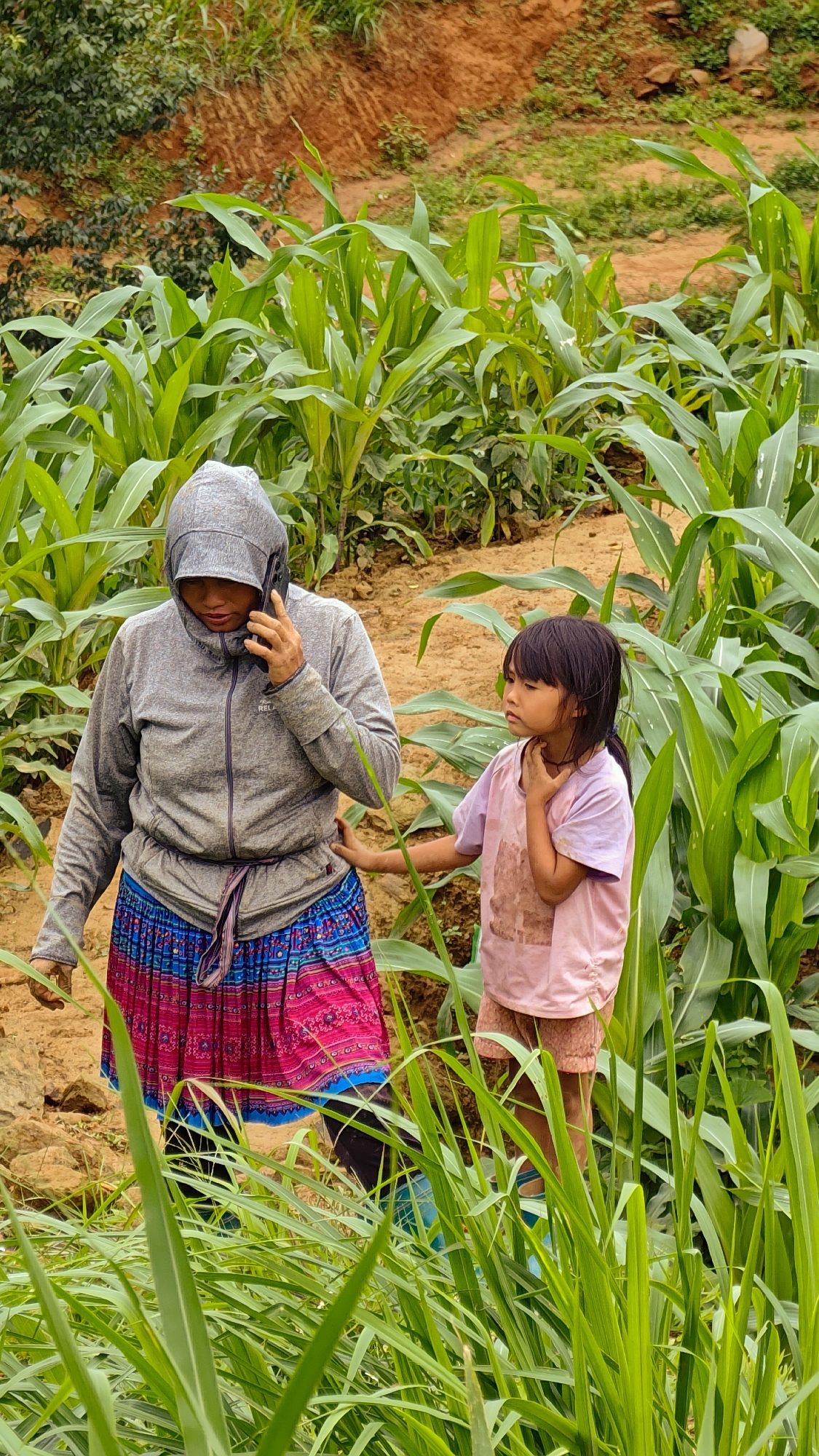 In Pung Luong, Vietnam, an adult woman and a young girl traverse an agricultural field. The woman wears a grey hooded zip-up jacket, its hood up, and a vibrant blue and pink patterned skirt. She is holding a black mobile phone to her right ear, actively engaged in a call. A young girl, approximately 5-8 years old, is dressed in a light pink t-shirt and light shorts, with dark hair. She walks to the woman's right, her left hand lightly touching the woman's back, while her gaze is directed away to her right. Both individuals are surrounded by rows of tall, green, leafy plants, consistent with young cornstalks, growing from reddish-brown soil. The background reveals a reddish-brown earthen hillside with minimal vegetation.