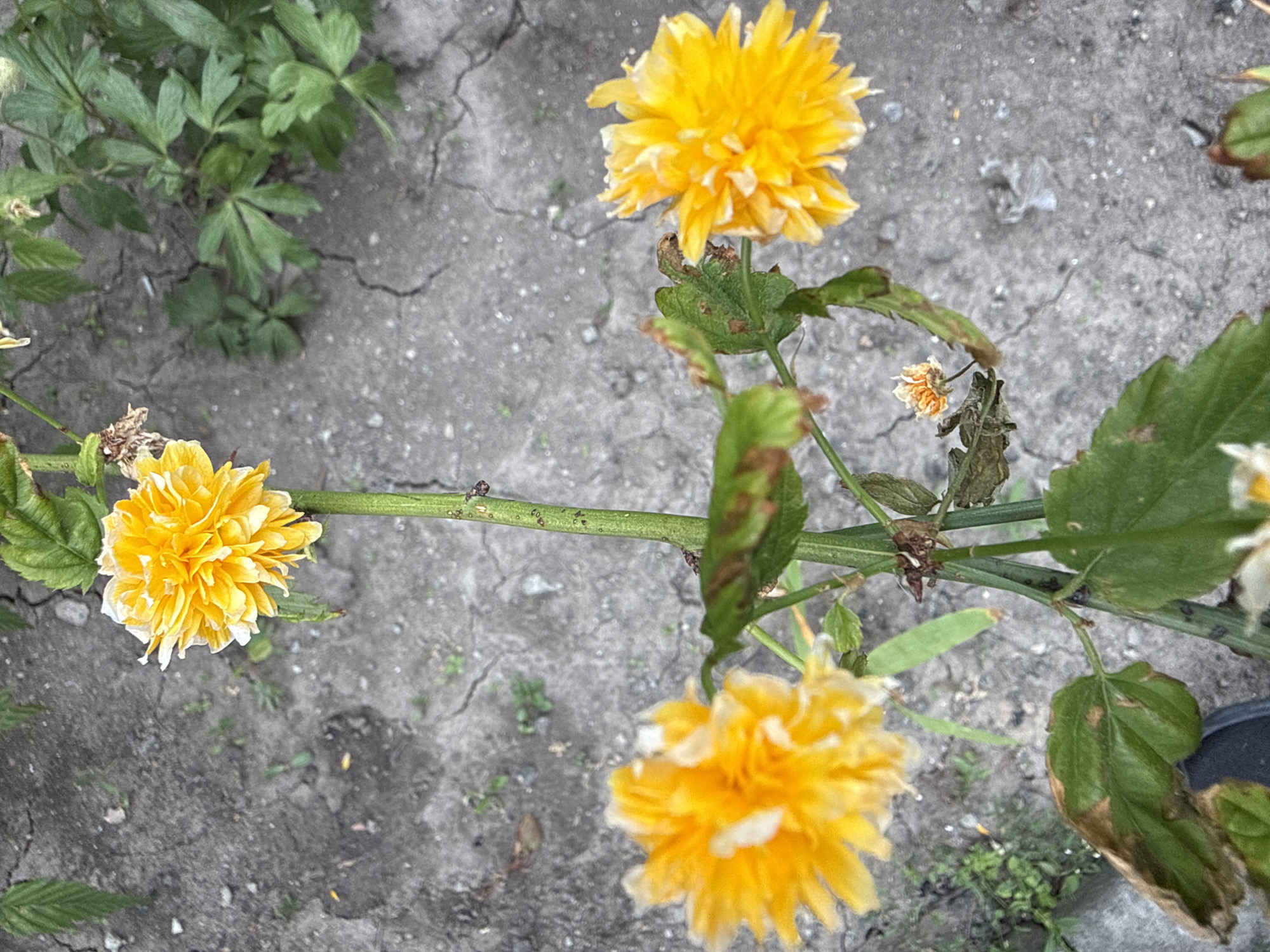 The image captures a close-up outdoor scene in Vinnytsia, Ukraine, featuring vibrant yellow flowers against a backdrop of cracked, grey ground. Three prominent yellow flowers, appearing full and ruffled with numerous petals, are visible. Two of these flowers are in clear focus, one in the upper center and another in the mid-left, while a third is partially visible and out of focus in the lower right.
The flowers are attached to green stems, which also bear green leaves. Some of the leaves show signs of browning or dryness, particularly those closer to the ground and supporting the flowers. One small, dried-up, light orange flower bud is visible near the center of the image, suggesting varying stages of bloom or wilting.
The background consists of a rough, grey surface, likely concrete or dry, compacted soil, characterized by numerous cracks and crevices. Small patches of other green foliage and weeds are scattered across this ground, especially in the upper left and lower center. The lighting suggests it is daytime. No human activity or visible text is present in the image.