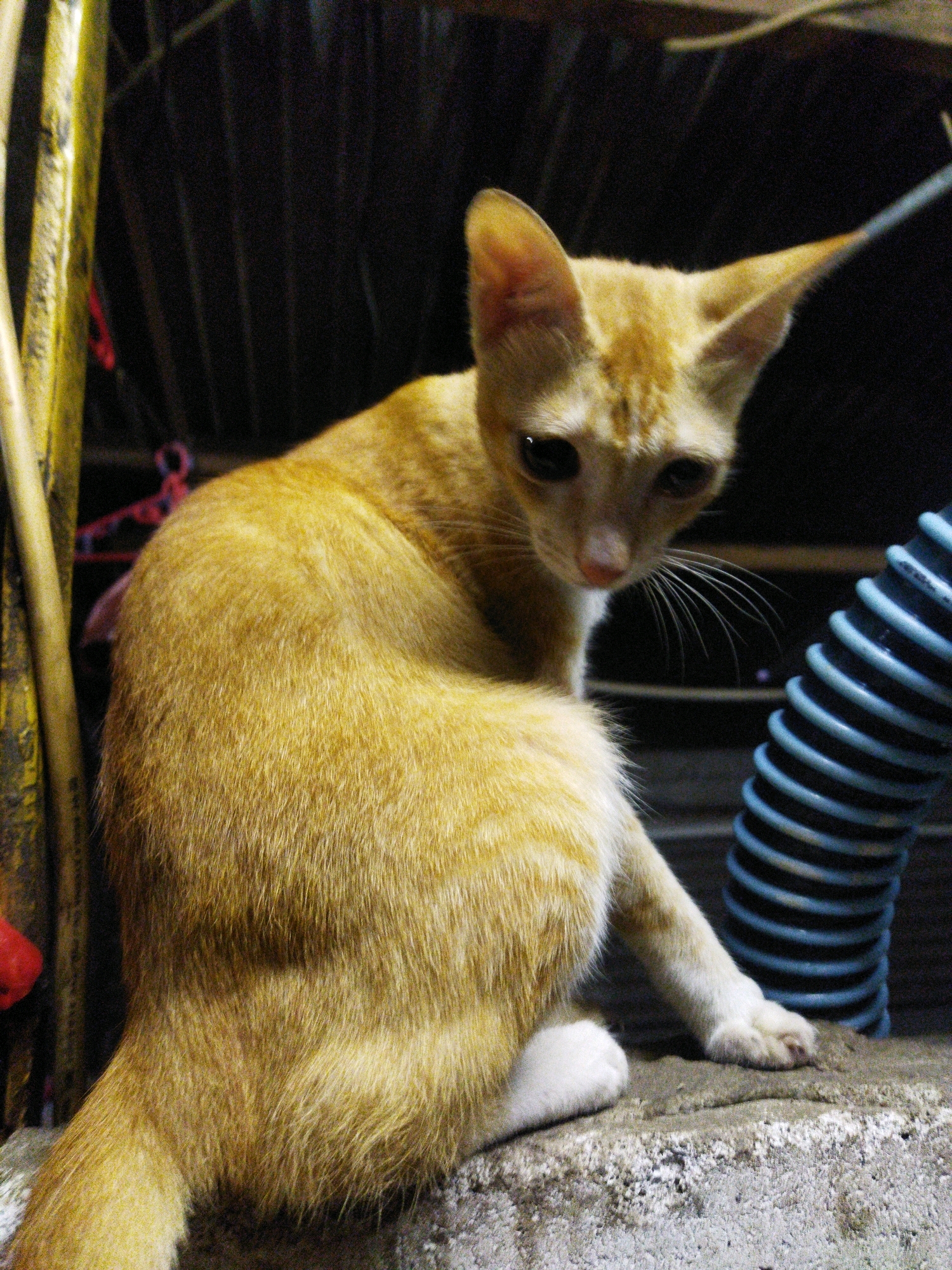 A ginger cat with white paws sits on a concrete ledge. The cat is looking to its left, with its body turned slightly away from the camera. In the background, there is a black ribbed pipe and some blurry vertical yellow and black elements. The setting appears to be outdoors, possibly in an urban environment, consistent with a location in West Jakarta, Indonesia.