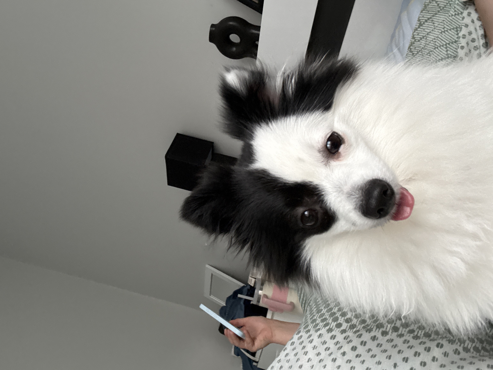 A black and white fluffy dog is the central subject of this indoor portrait-oriented image. The dog, likely a Spitz-type breed, features prominent black markings around its eyes and on its ears, contrasting sharply with its voluminous white fur covering the rest of its body. Its head is slightly tilted, and it gazes directly at the camera with curious, dark eyes, its pink tongue subtly peeking out from its mouth, conveying a playful or relaxed expression.
The dog is positioned on a bed or sofa, which is covered with light green and white patterned bedding. In the lower left portion of the frame, a human hand is visible, holding a light blue or white smartphone, suggesting the photo was either taken by or for the person interacting with the dog.
The background reveals a simple, modern interior. A plain light gray wall takes up a significant part of the left and top-left areas. Several black objects are partially visible: a small black cuboid object in the mid-left, a more abstract, circular black object resembling a sculpture or wall decoration in the upper background, and a bold black and white striped element, possibly part of furniture or a wall panel, behind the dog's head. The lighting is bright and even, indicating daytime. The scene suggests a domestic and comfortable setting. No text is visible in the image. While the location context is provided as Stara Zagora, Bulgaria, there are no specific visual cues within the image to confirm this.