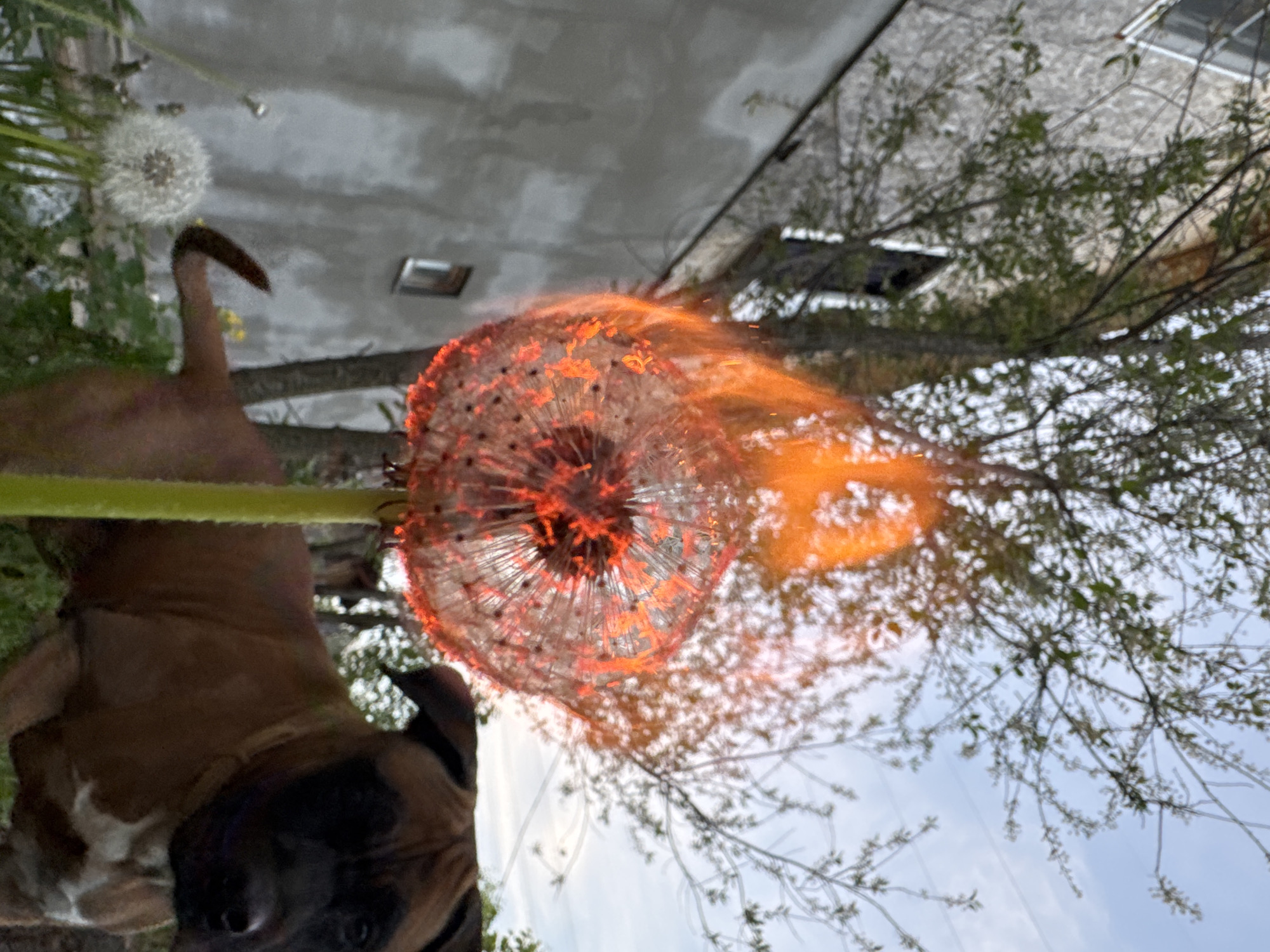 A brown dog is positioned in the lower left corner, its head angled towards the viewer. Above the dog is a dandelion, digitally altered to appear as if it is engulfed in flames or emitting light. Another dandelion is visible in the upper left, in its natural state. The background includes a building or structure and tree branches against a sky that transitions from light to dark. The image is rotated, giving the impression of an upward view. It's impossible to confirm the location in the city of Chaikovsky, Russia without additional verifiable information.