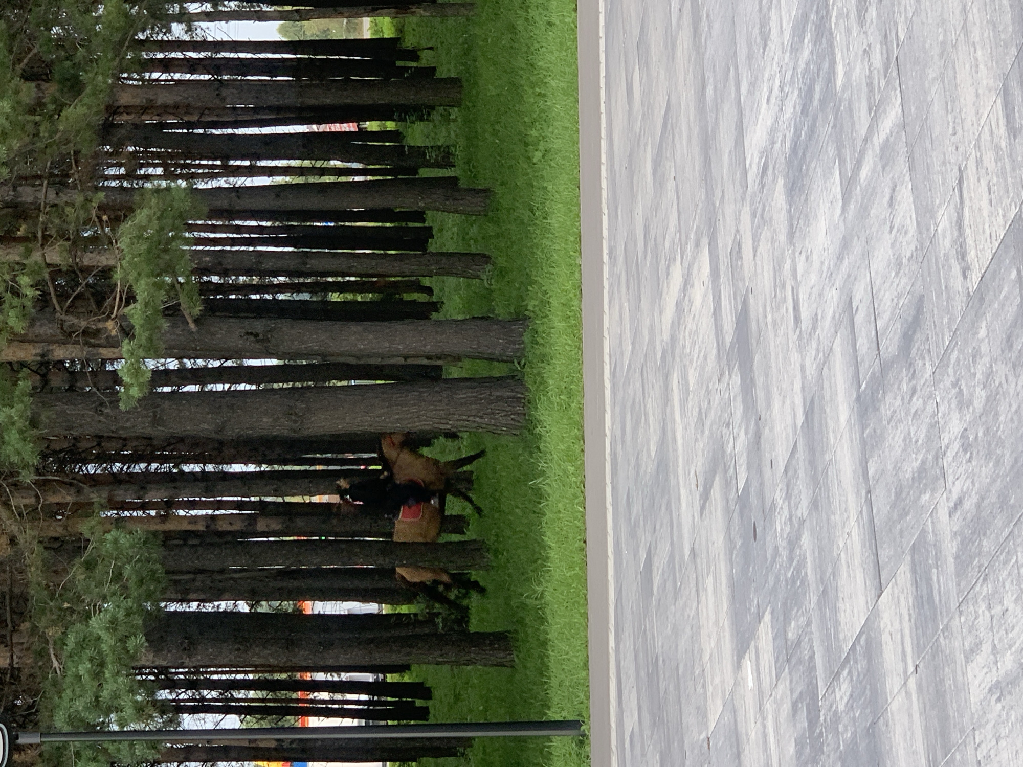 A lone individual wearing dark clothing is riding a light brown horse through a wooded area. The horse is equipped with a red saddle. The trees are tall and slender, with dense green foliage. The ground is covered in green grass. In the foreground, a paved walkway made of grey stone tiles is visible. The scene appears to be located in an urban park setting in Prokopyevsk, Russia, based on the provided contextual information.