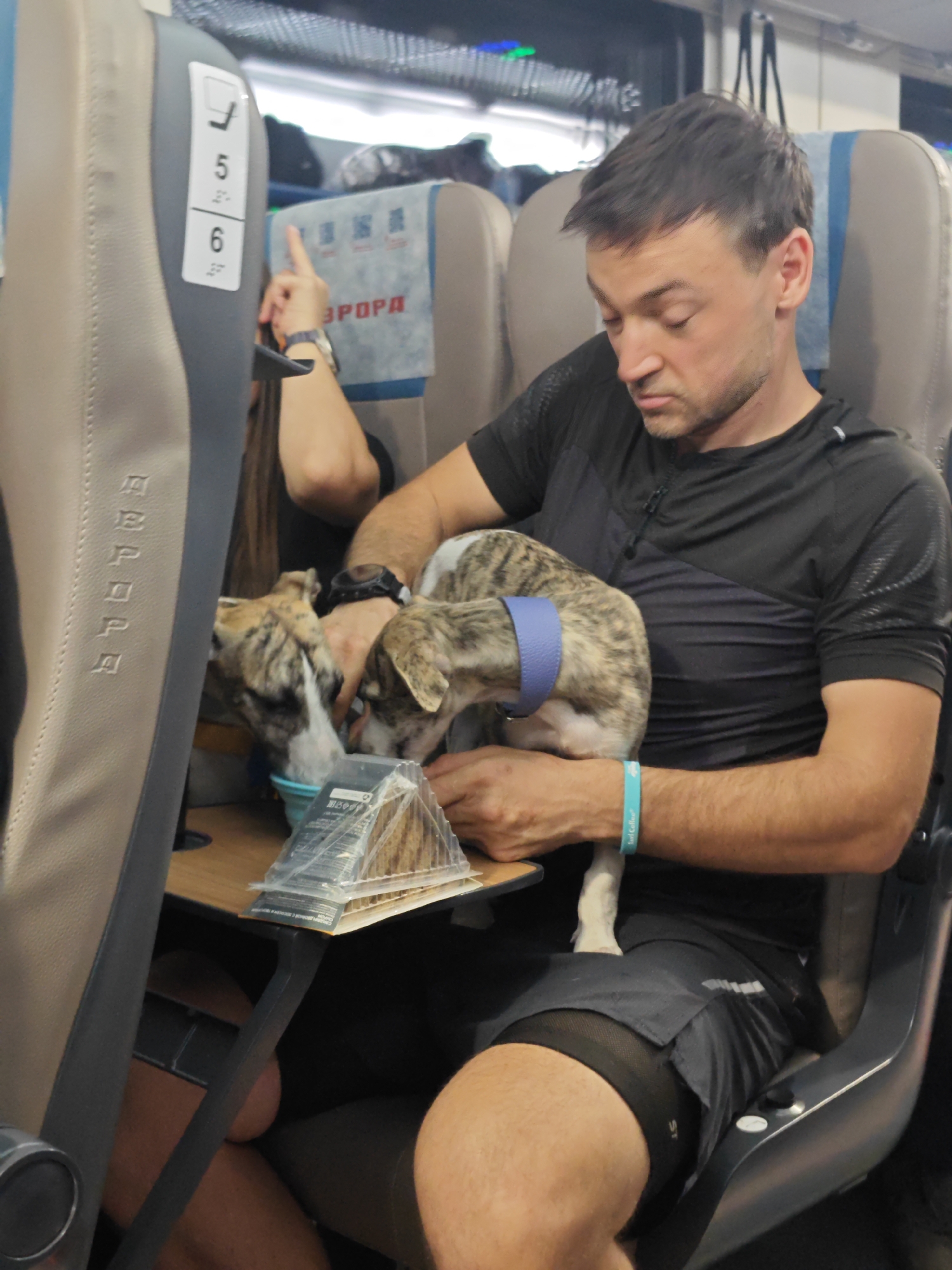 A man is sitting on a train, holding two small dogs. One dog is drinking from a blue bowl while the other dog is looking at the camera. The man is wearing a black t-shirt and shorts. The train seats are grey and blue. There is a small table in front of the man with a sandwich on it. The image appears to have been taken in Saint Petersburg, Russia, based on the Cyrillic text on the seat headrest which reads "ВСЯ РОССИЯ" (Vesya Rossiya), meaning "All Russia".